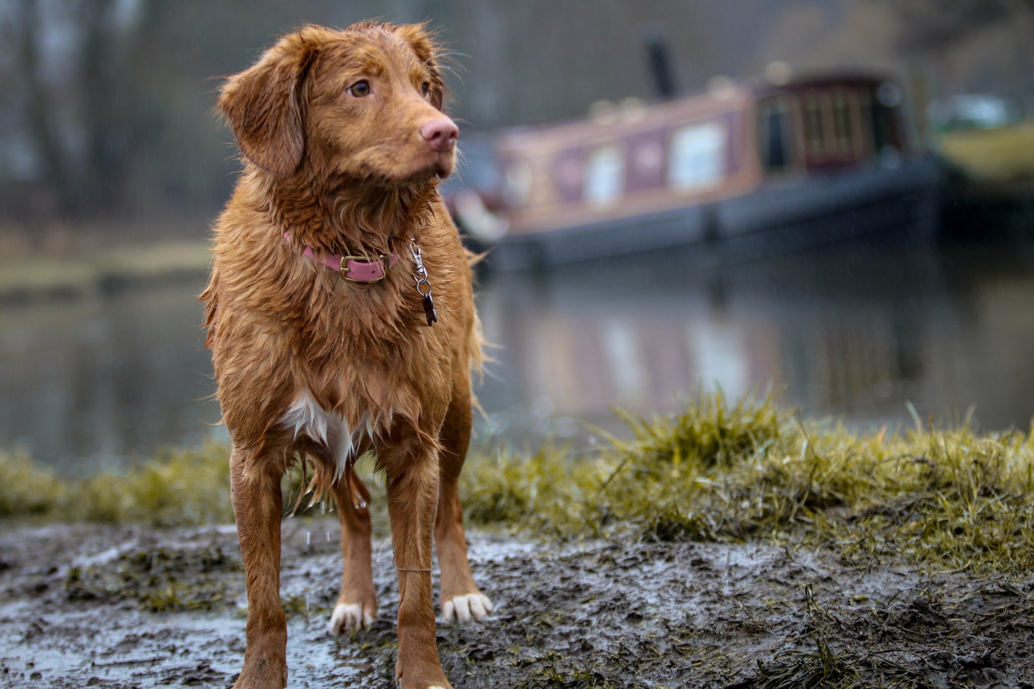 お散歩好きな愛犬のために 雨の日のお散歩はここに気を付けよう 動物のリアルを伝えるwebメディア Reanimal