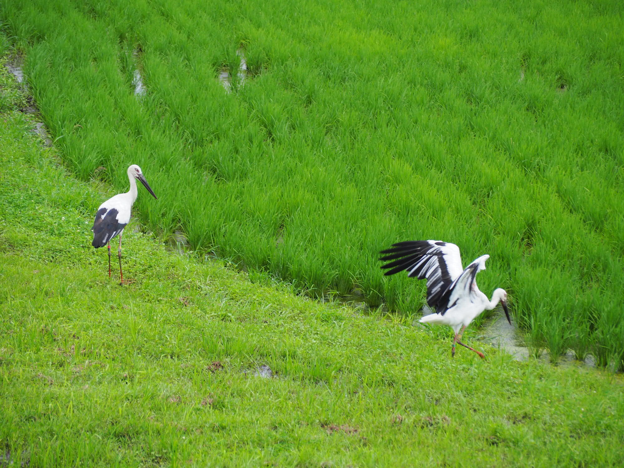 特別天然記念物のコウノトリ 今年も島根県雲南市に 4羽の雛が誕生 無事巣立つ 動物のリアルを伝えるwebメディア Reanimal