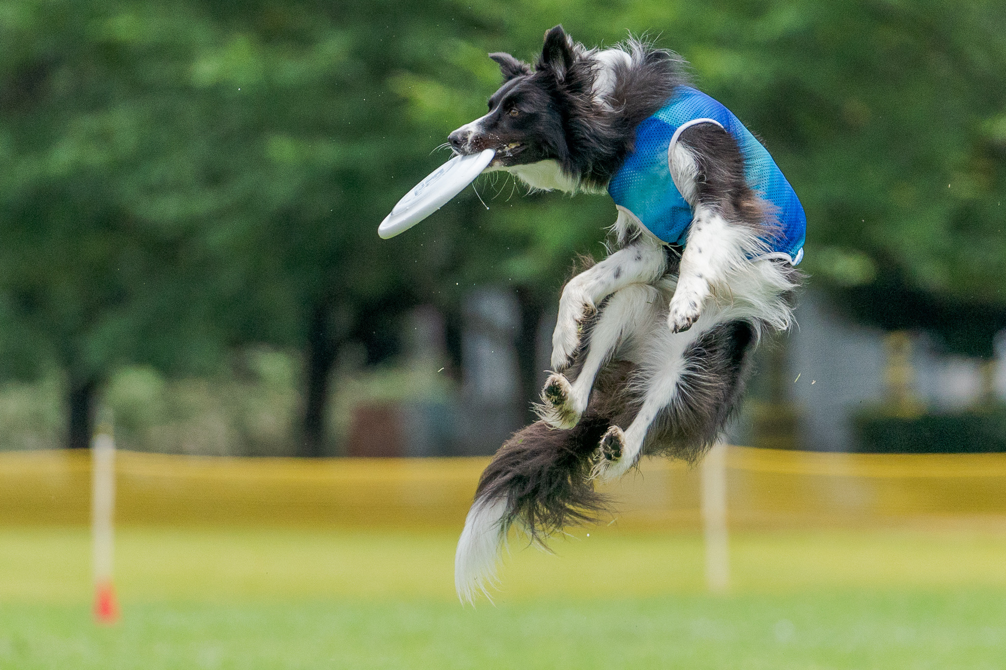 フリスビードッグ は愛犬と一緒にスポーツ アウトドアを楽しめるアクティビティ 動物のリアルを伝えるwebメディア Reanimal
