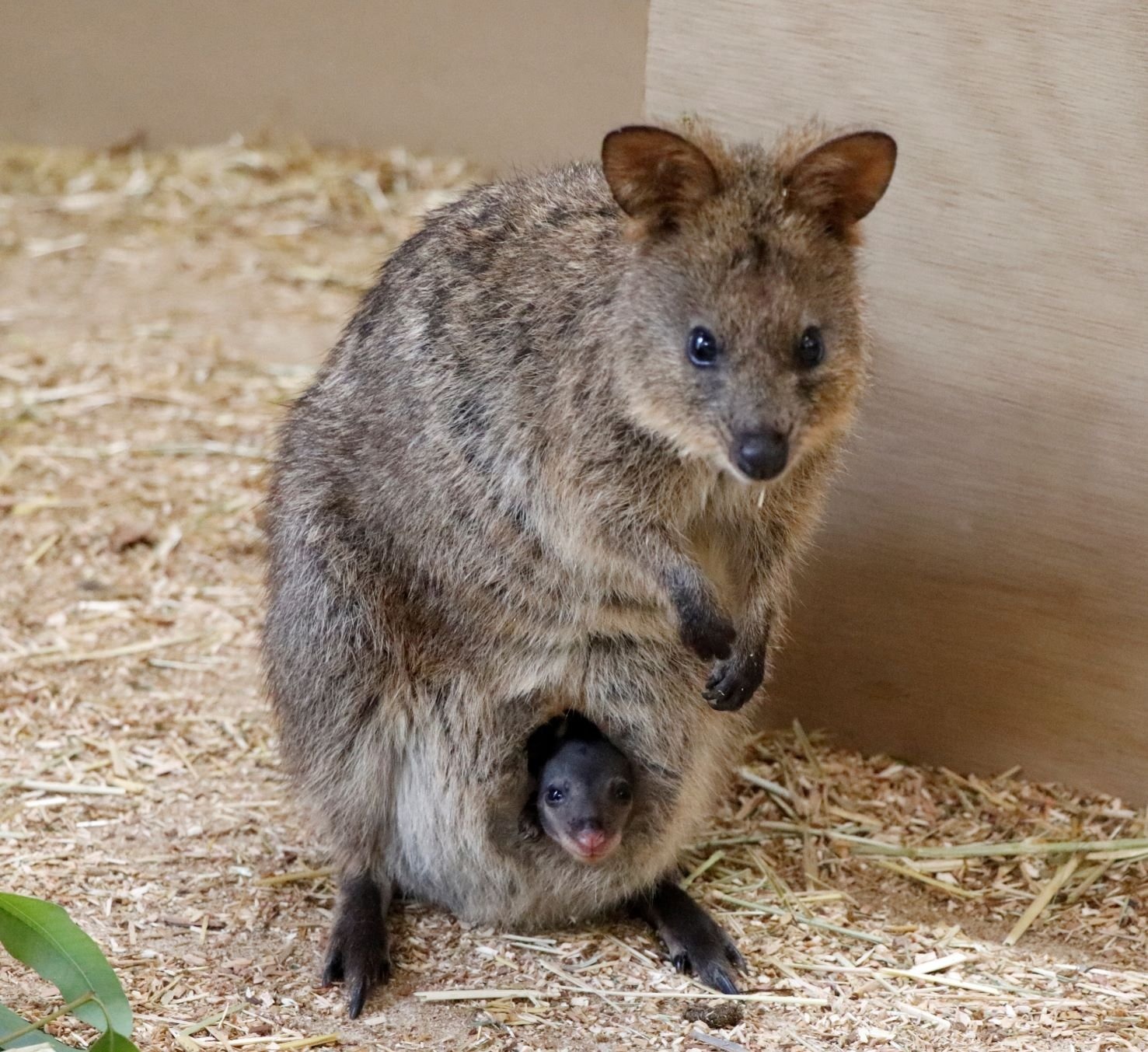 クオッカの赤ちゃんが誕生 飼育員 優しく見守って 埼玉県こども動物自然公園 動物のリアルを伝えるwebメディア Reanimal