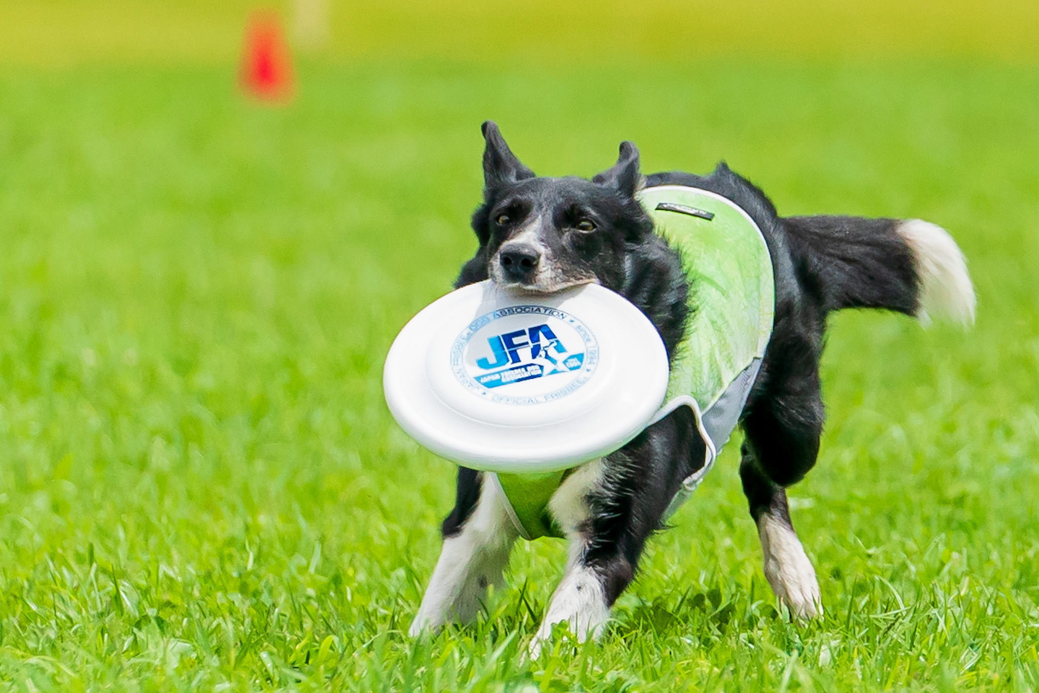 フリスビードッグの魅力は 愛犬からの学び 日本チャンピオンの福本選手 動物のリアルを伝えるwebメディア Reanimal