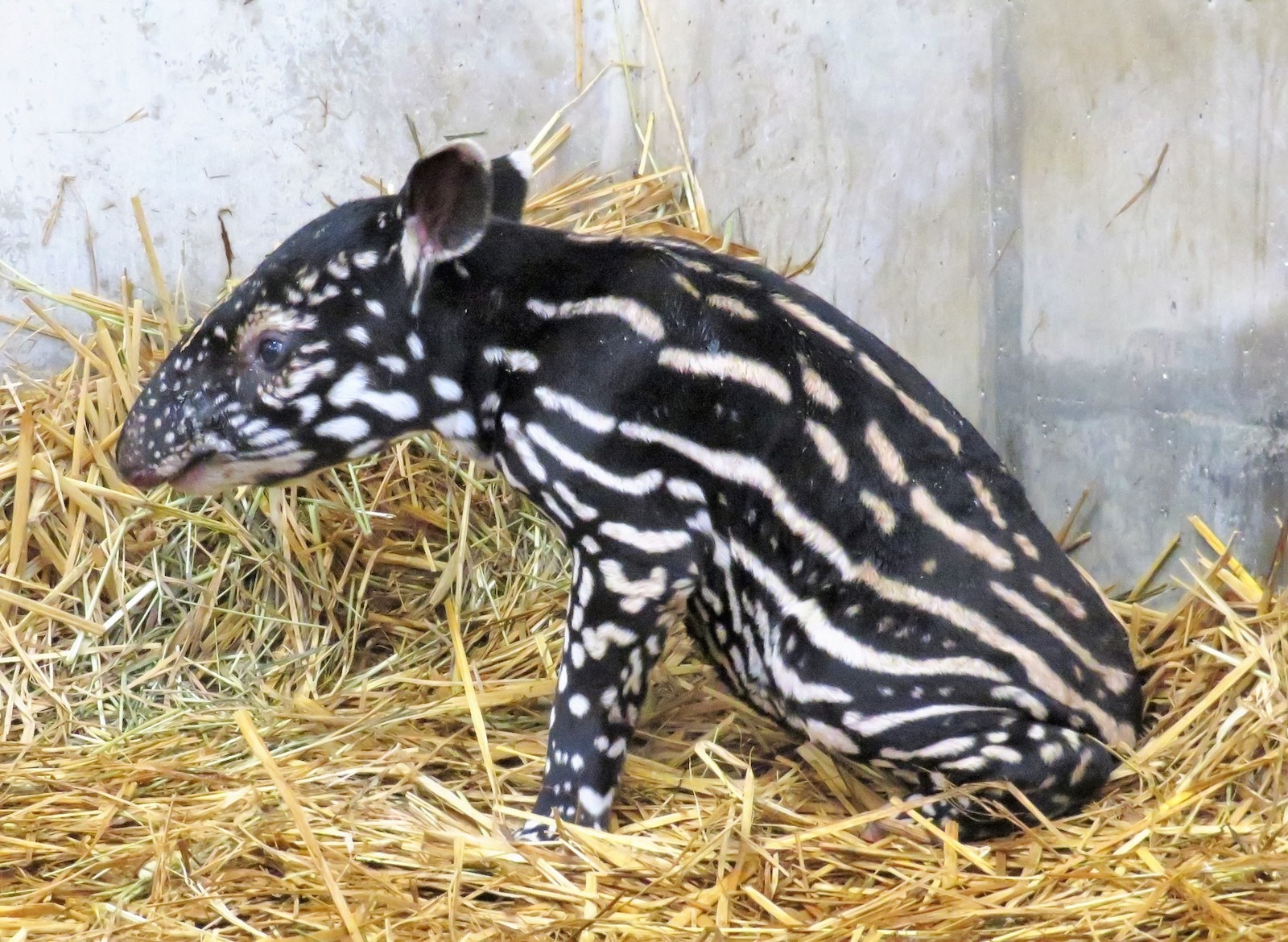 絶滅危惧種マレーバクの赤ちゃん 一般公開がスタート 静岡市立日本平動物園 動物のリアルを伝えるwebメディア Reanimal