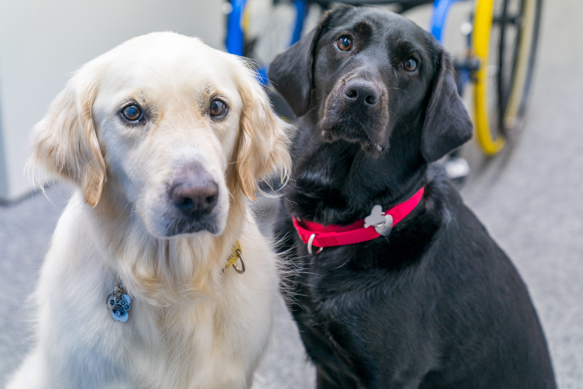 犬の避妊 去勢手術に関する最新の発表 Vol 3 犬種ごとの傾向 シェパード ラブラドール他 動物のリアルを伝えるwebメディア Reanimal