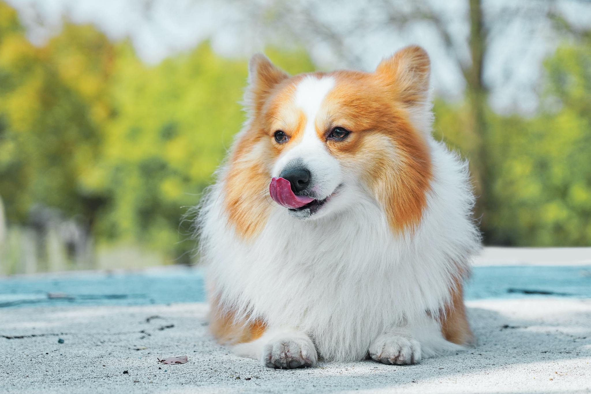 犬の換毛期 お手入れのポイント 病気による抜け毛の見分け方は 動物のリアルを伝えるwebメディア Reanimal