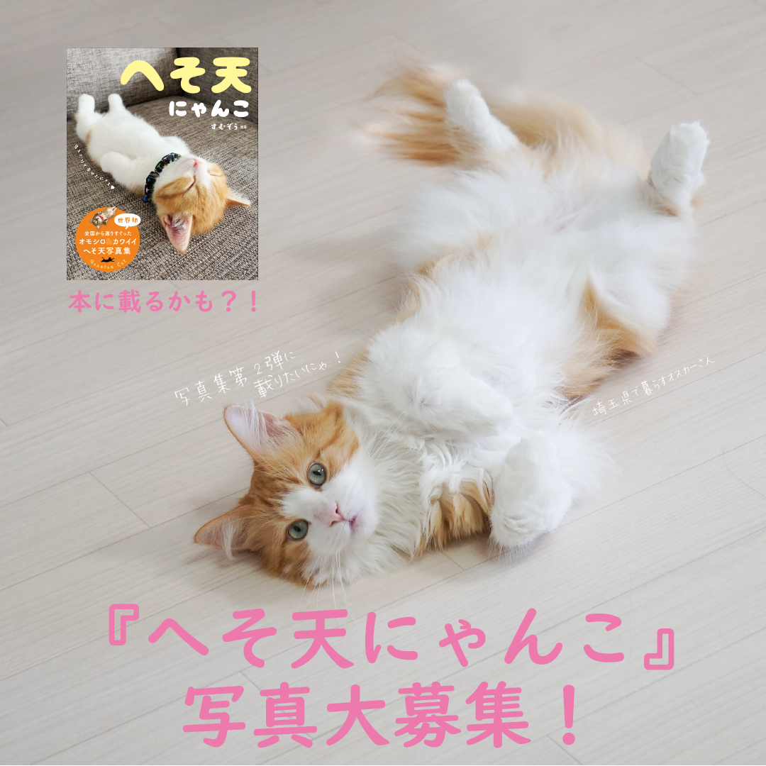 三笠書房 猫の へそ天 姿の写真を募集 11月30日まで 動物のリアルを伝えるwebメディア Reanimal