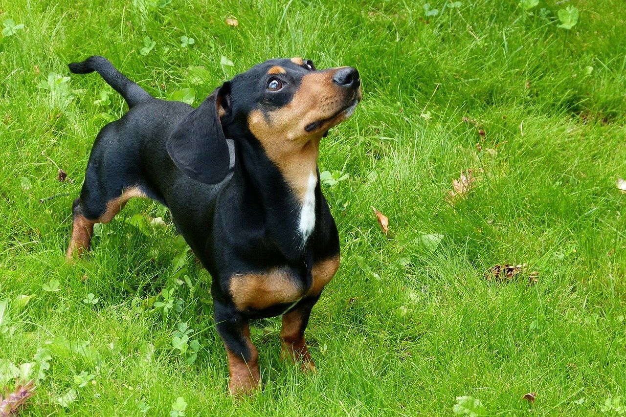 犬の避妊・去勢手術に関する最新の発表 vol.1…犬種ごとの