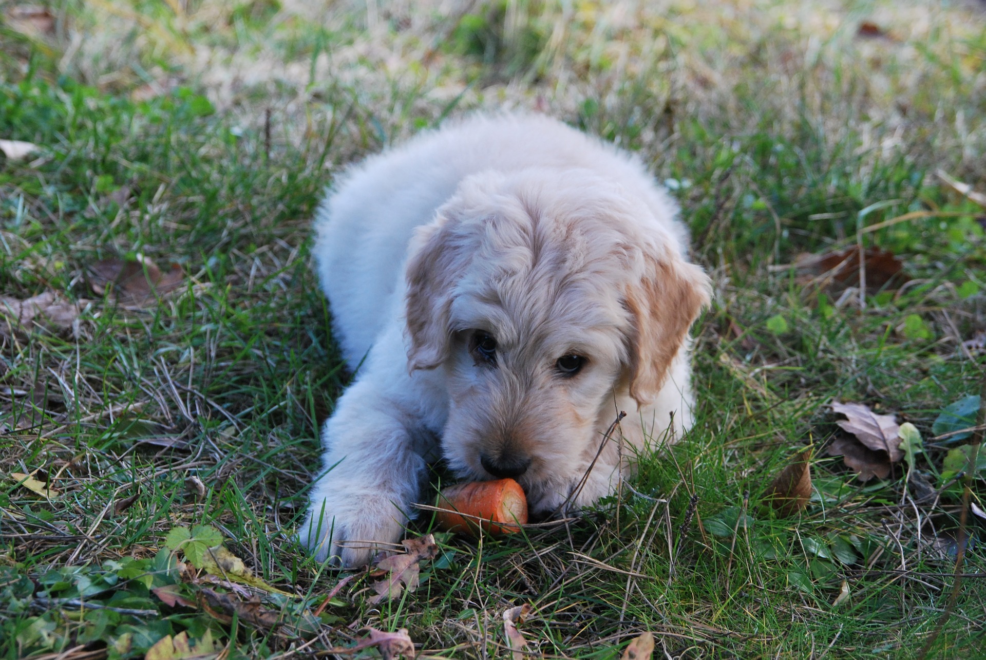 犬にあげてもよい野菜は 栄養とあげる時の注意点 ダイエット効果も 動物のリアルを伝えるwebメディア Reanimal