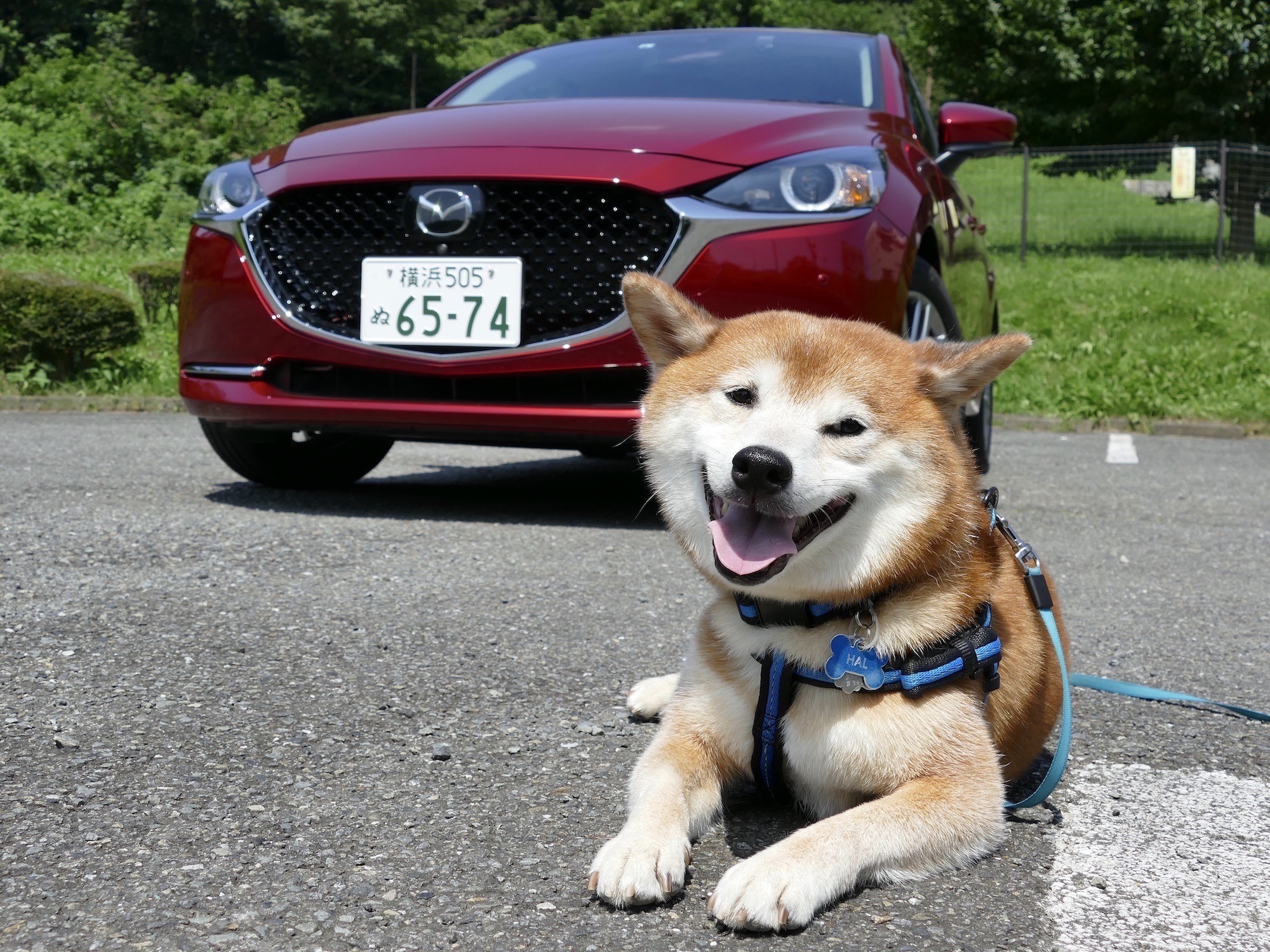 柴犬ハルの気になるクルマ ディーゼル車の音やパワーフィールを犬はどう感じる マツダ2で試す 動物のリアルを伝えるwebメディア Reanimal