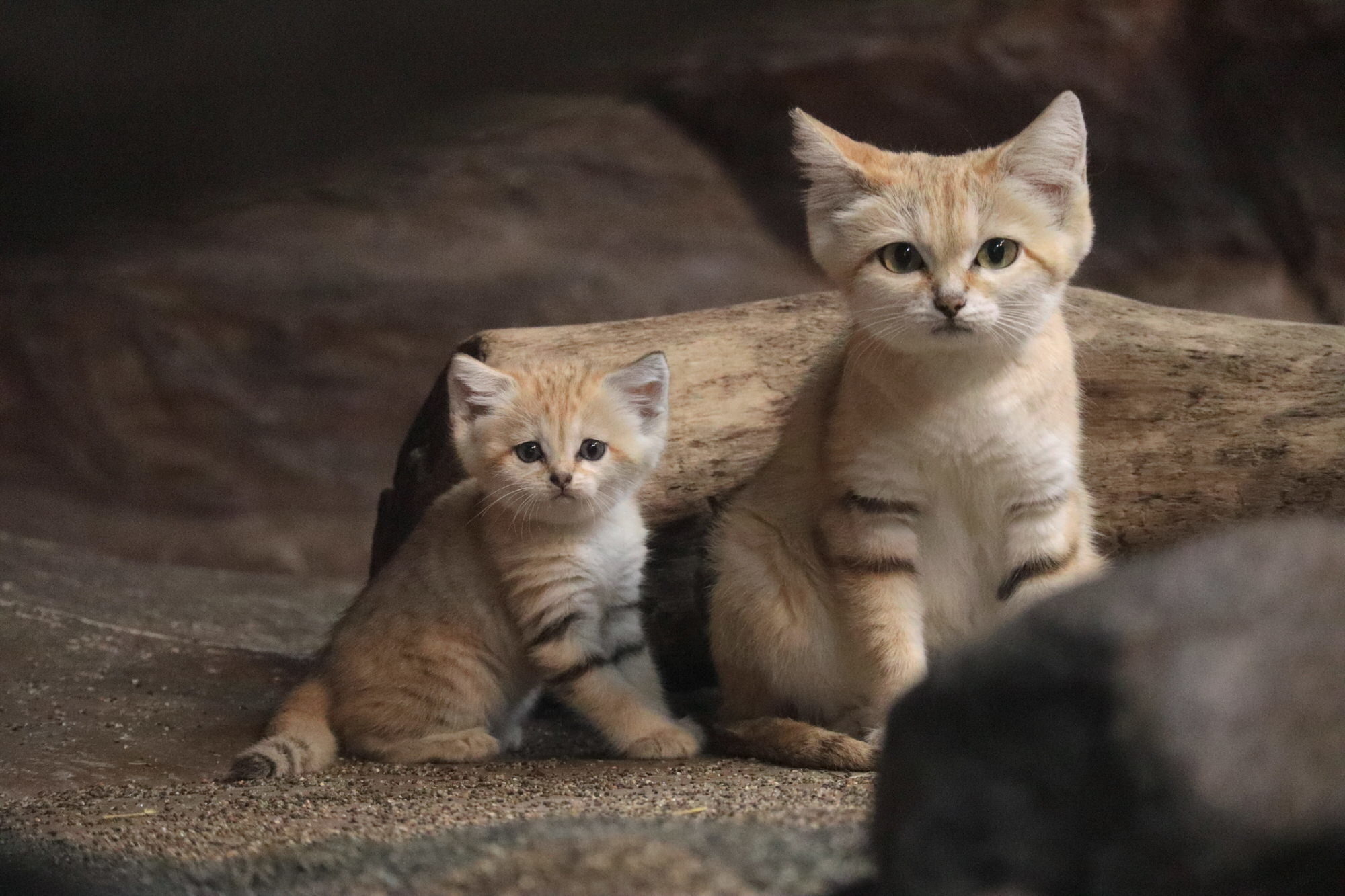 スナネコの赤ちゃん2頭 親子での一般公開が8月22日よりスタート 那須どうぶつ王国 動物のリアルを伝えるwebメディア Reanimal