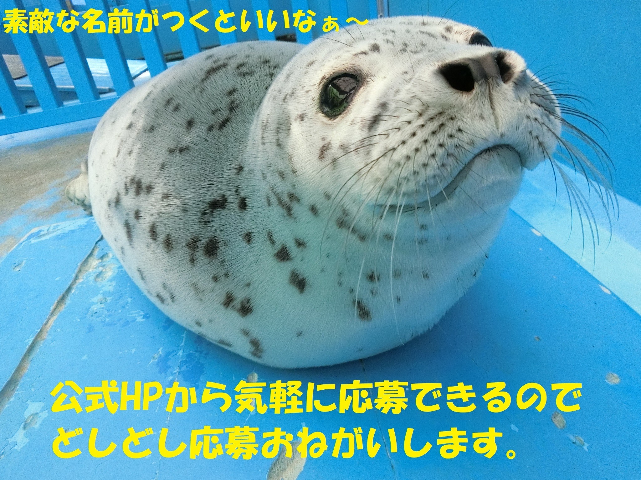 アザラシ 赤ちゃん 壁紙