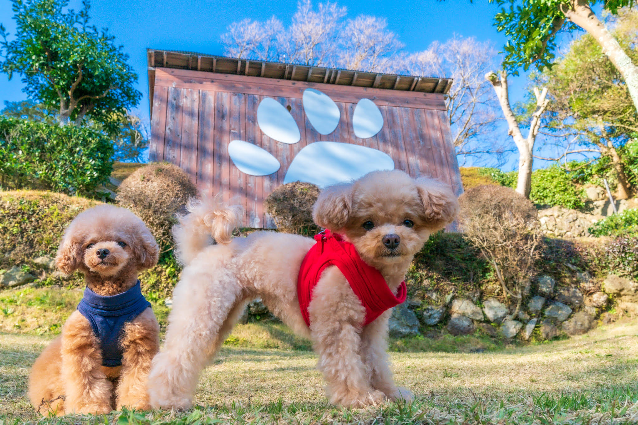 チワプーひめりんごの耳よりドライブ情報 愛犬家のパラダイス 東伊豆編 動物のリアルを伝えるwebメディア Reanimal