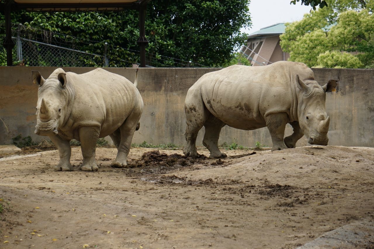 福岡市動物園で開催されるミナミシロサイの名付けイベント キューサイが副賞を提供 動物のリアルを伝えるwebメディア Reanimal