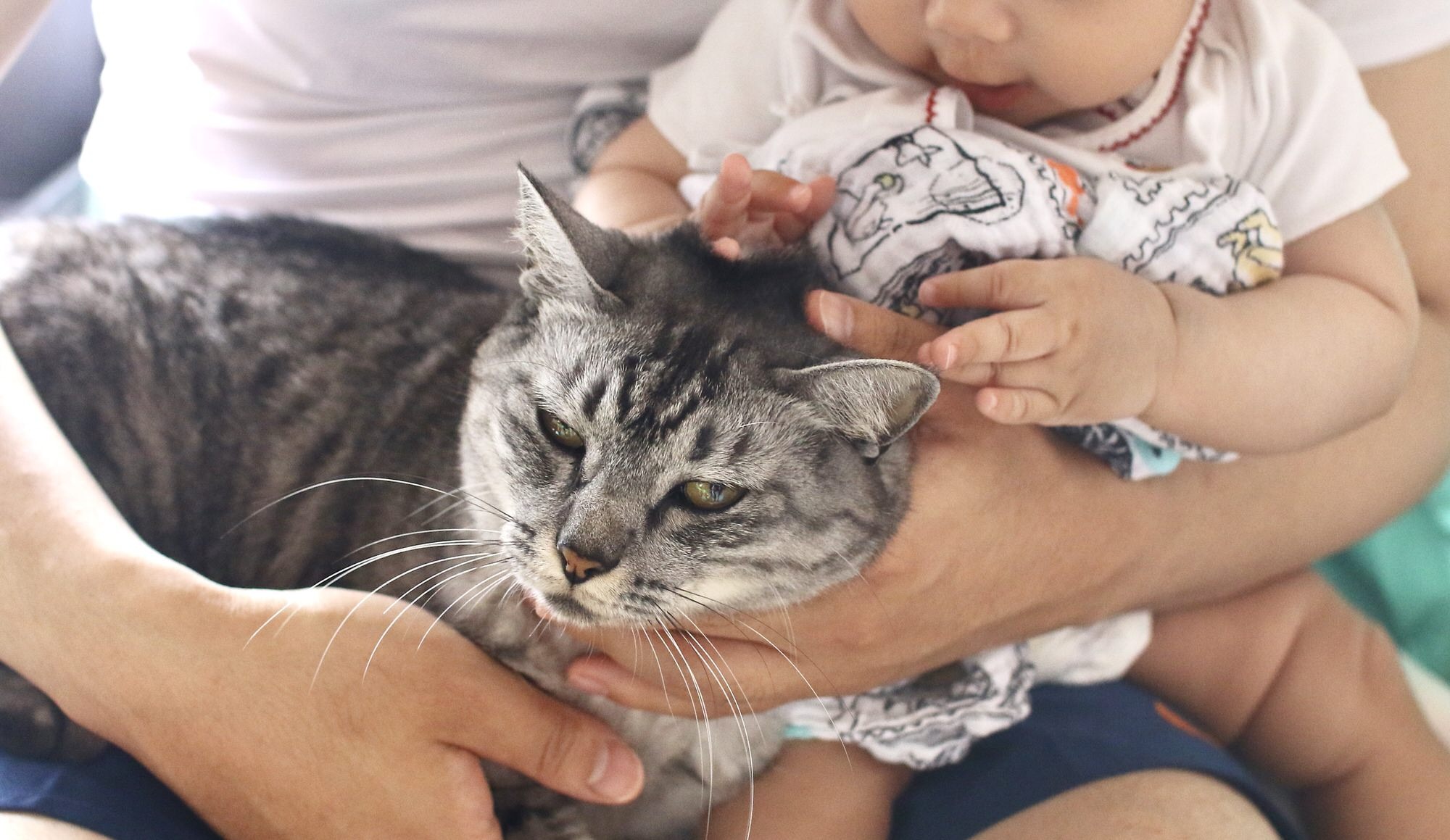 赤ちゃんと猫 Vol 7 引っ張る力が強いニャン それでも神対応の猫 動物のリアルを伝えるwebメディア Reanimal