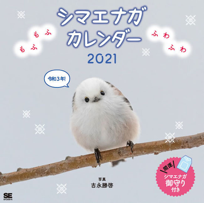 シマエナガ エゾモモンガなど21年 動物 カレンダー4点を発売 翔泳社 動物のリアルを伝えるwebメディア Reanimal