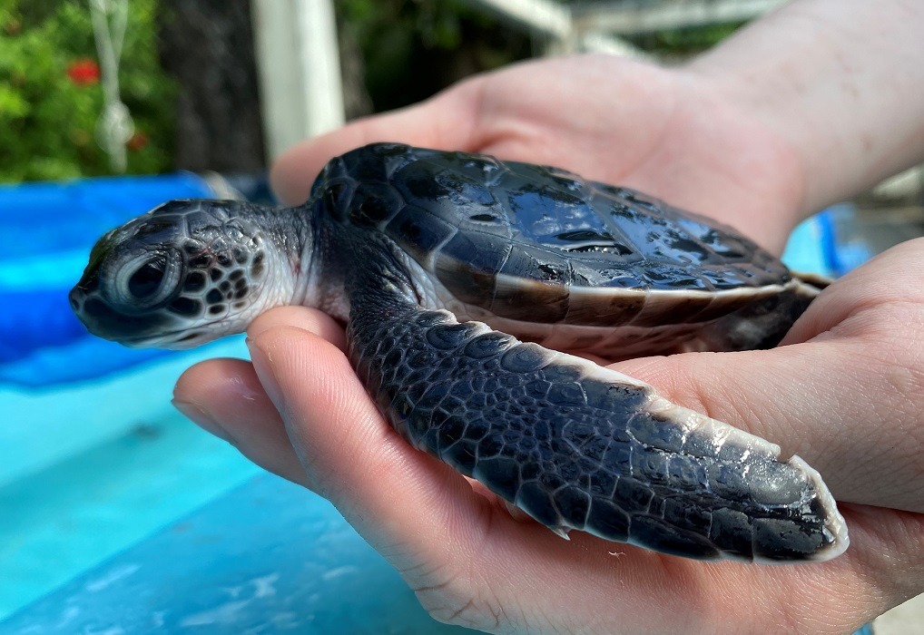 すみだ水族館 小笠原生まれのアオウミガメの赤ちゃんを公開 9月13日 動物のリアルを伝えるwebメディア Reanimal