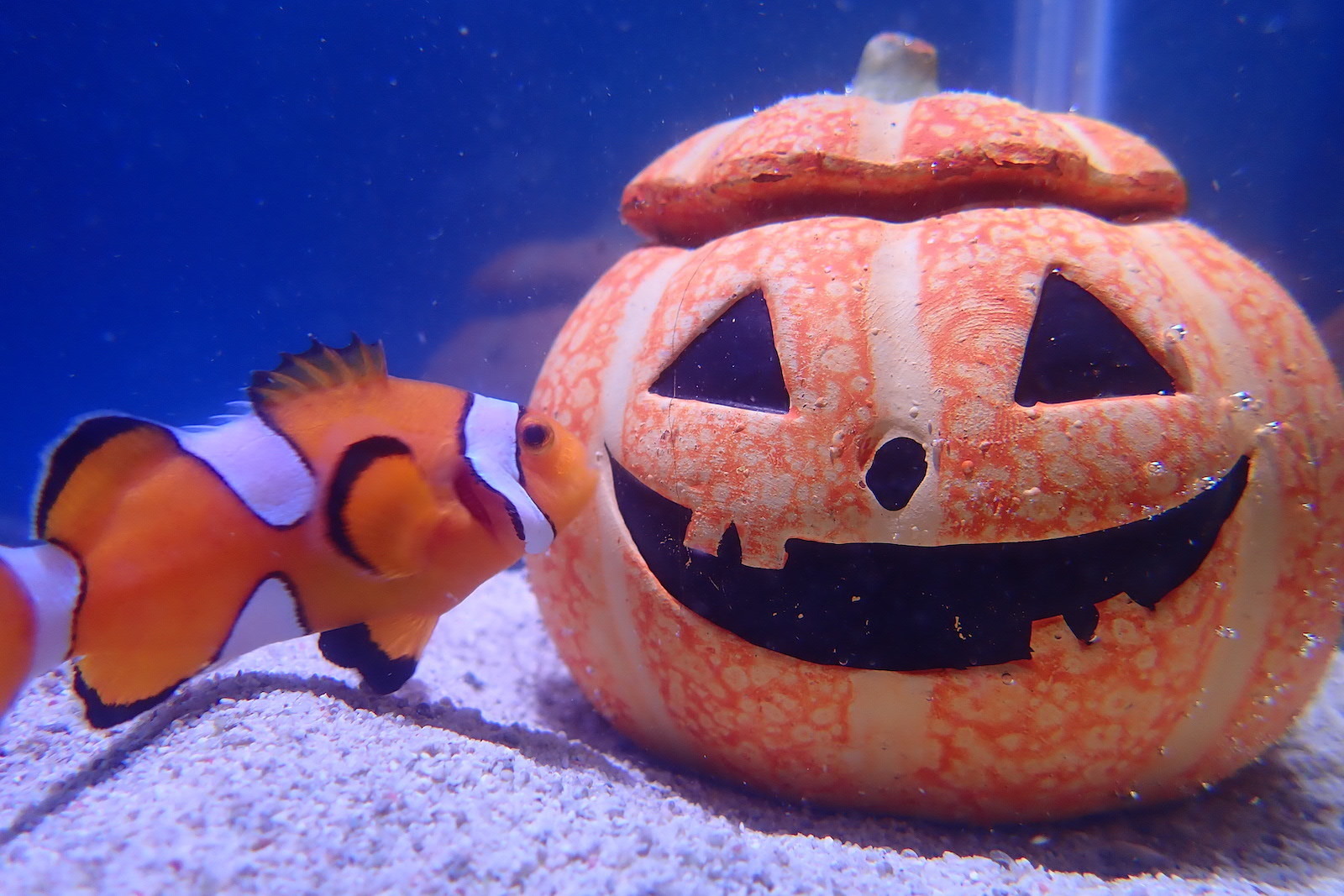 アクアワールド茨城県大洗水族館、秋の特別イベント「アクアワールド 