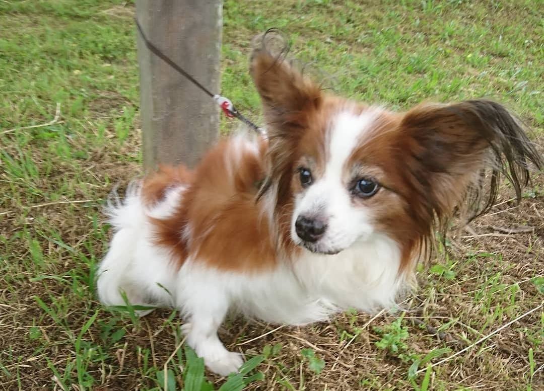 僕と愛犬の癌闘病記 Vol 1 思いもよらない告知 愛犬とのこれまでとは違う生活が始まる 動物のリアルを伝えるwebメディア Reanimal