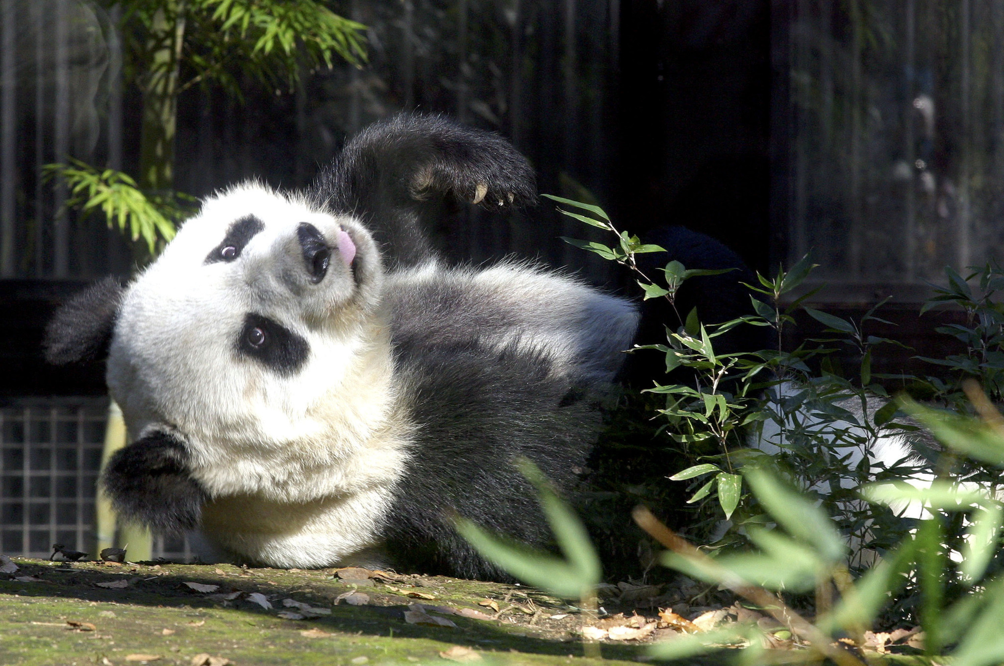 新型コロナ対策で臨時休園の動物園 Sns動画で動物たちの姿を配信 まとめ 動物のリアルを伝えるwebメディア Reanimal