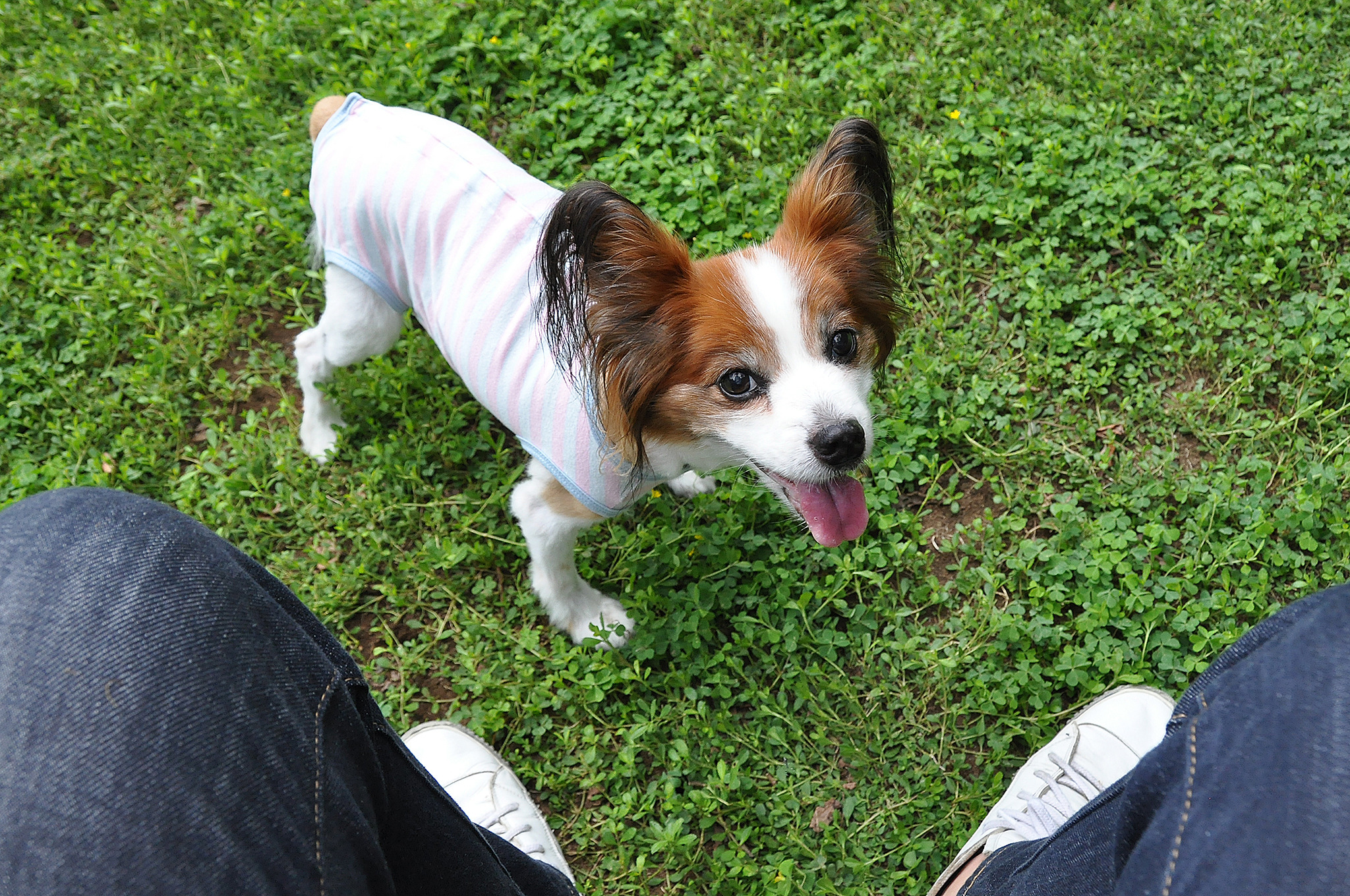 僕と愛犬の癌闘病記 Vol 2 犬と猫 生活するとここまで違うのか 驚きの日々を過ごす 動物のリアルを伝えるwebメディア Reanimal