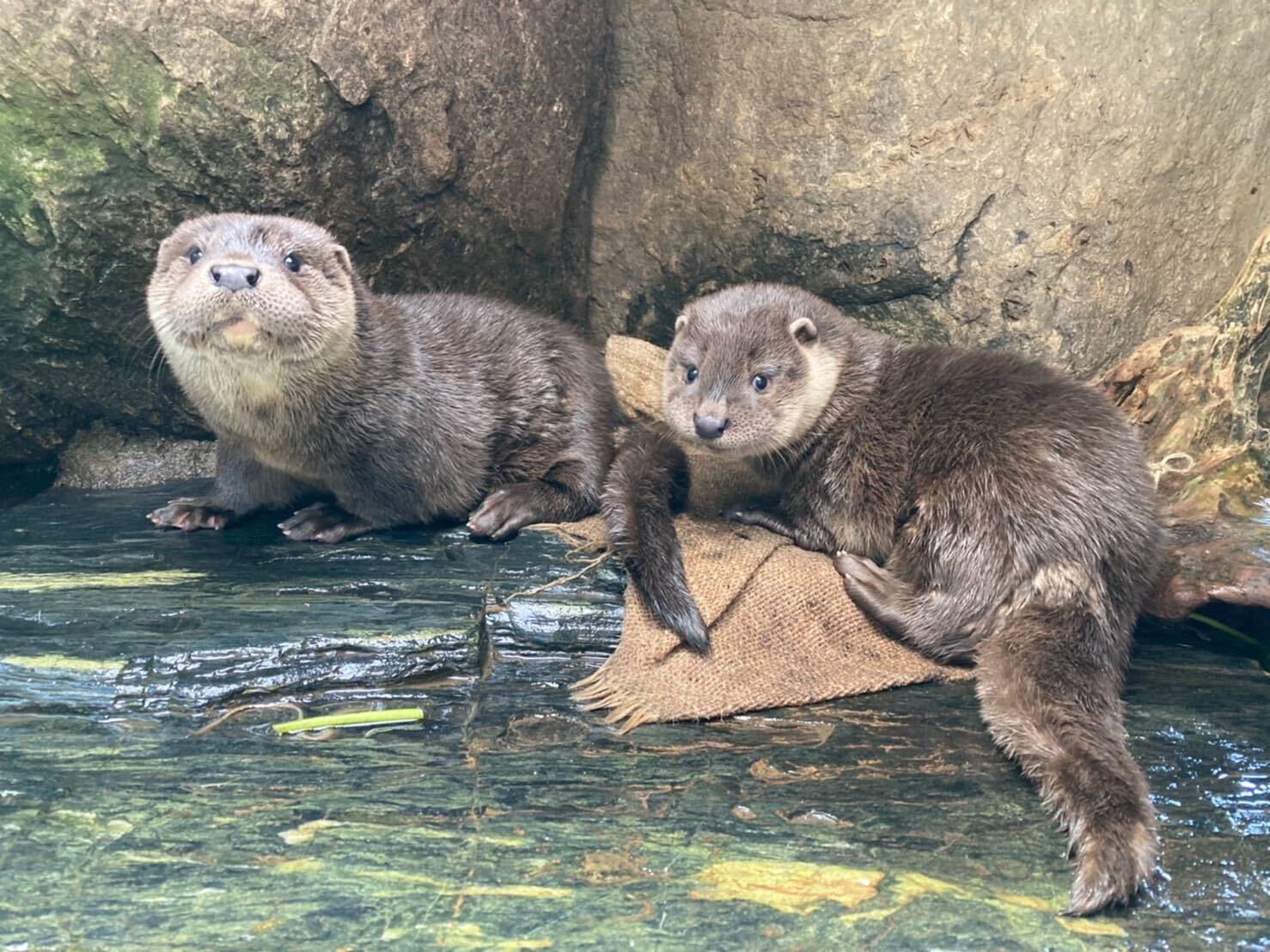 アクアマリンふくしま ユーラシアカワウソの子どもの名前決定 Youtubeで成長記録も公開 動物のリアルを伝えるwebメディア Reanimal