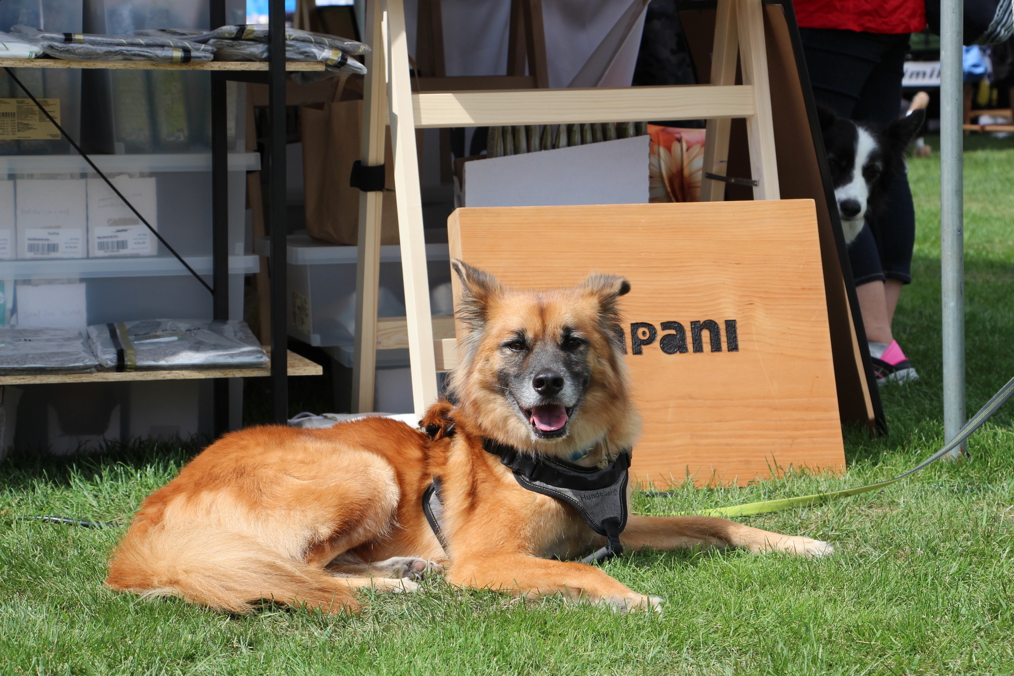 アウトドアドッグフェスタ ショッピングも楽しい愛犬との そとあそび イベント 動物のリアルを伝えるwebメディア Reanimal