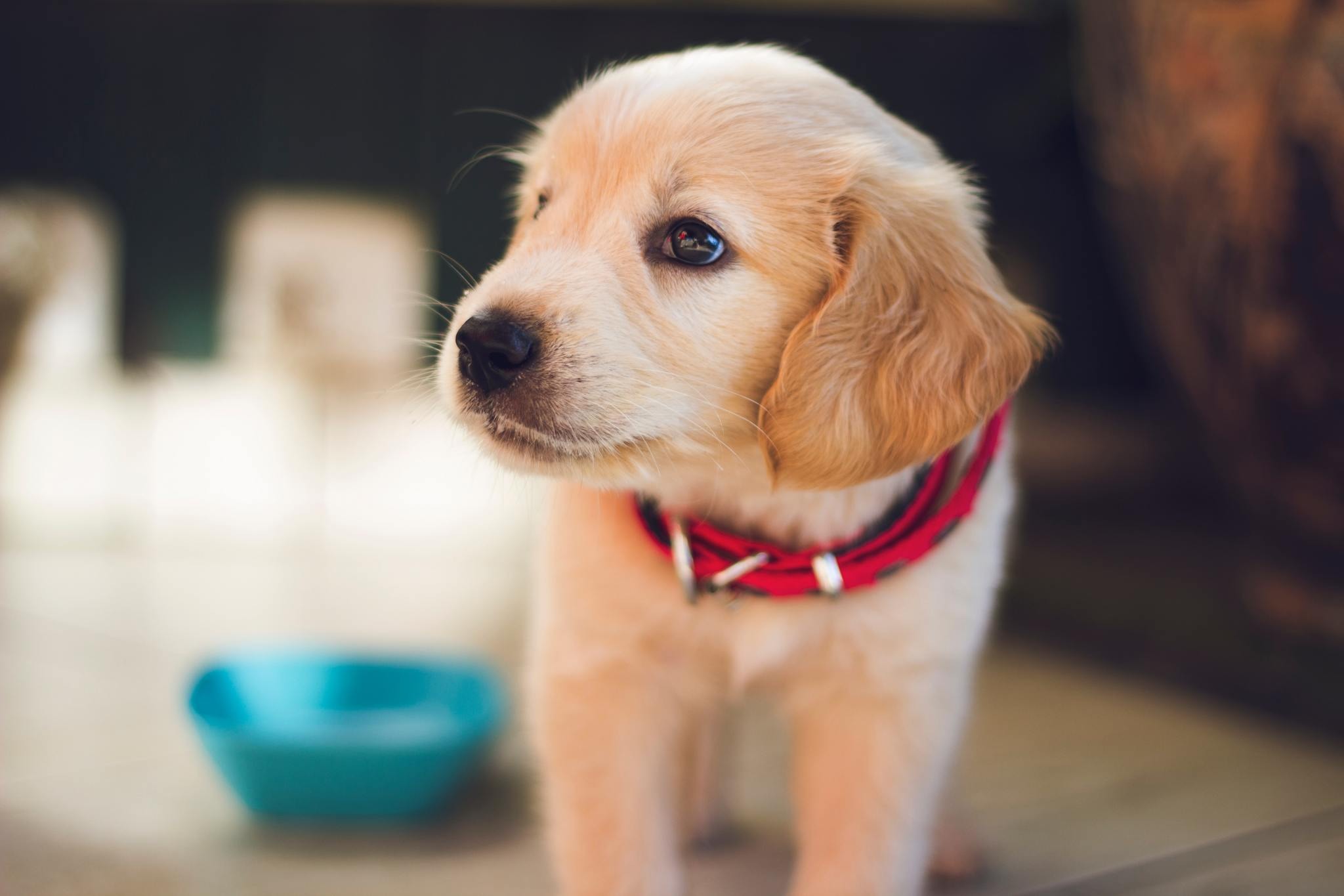 愛犬にトイレを覚えてもらうには 子犬編 成犬編 動物のリアルを伝えるwebメディア Reanimal