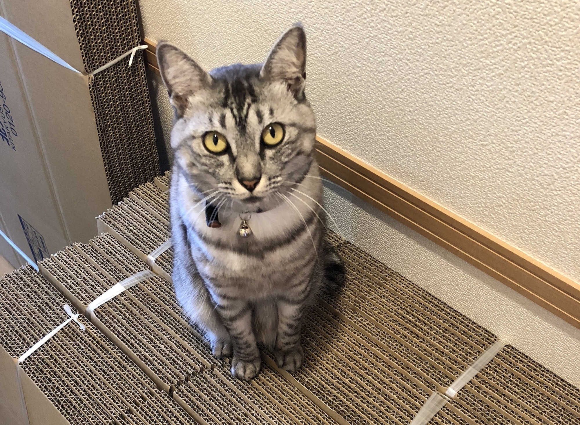 赤ちゃんと猫 Vol 8 空っぽの家にビックリ 猫 初めてのお引っ越し 動物のリアルを伝えるwebメディア Reanimal 赤ちゃんと猫 Vol 8 空っぽの家にビックリ 猫 初めてのお引っ越し 動物のリアルを伝えるwebメディア Reanimal