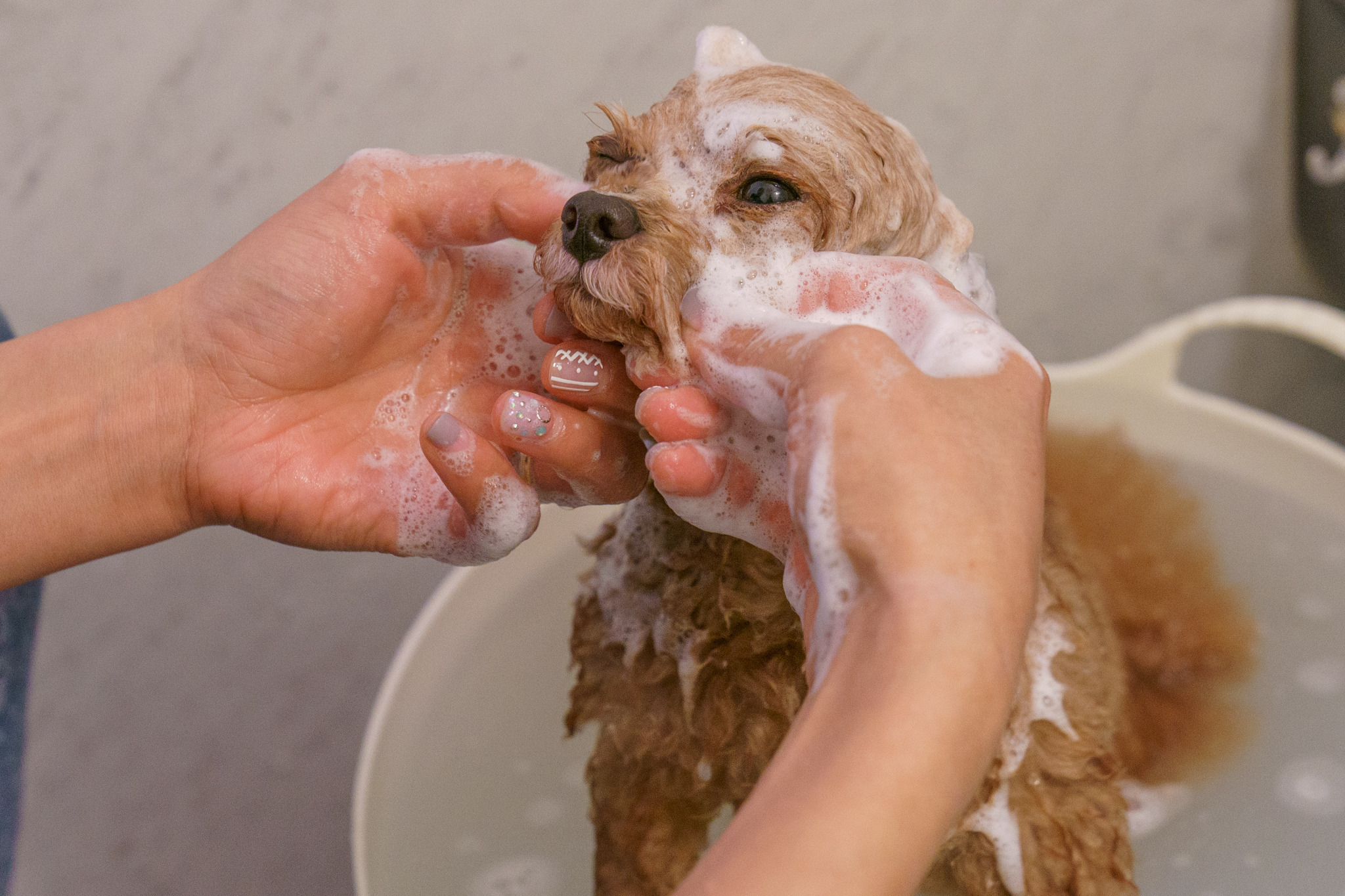 愛犬のスキンケア 家でシャンプーする時の注意点とコツは 洗いすぎを避け しっかり保湿を 動物のリアルを伝えるwebメディア Reanimal