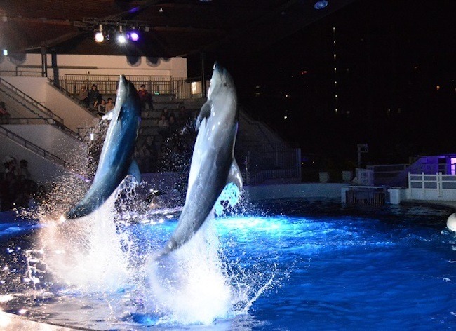 京都水族館 夜のすいぞくかん の追加開催を決定 10 11月の土日祝日全開催 動物のリアルを伝えるwebメディア Reanimal