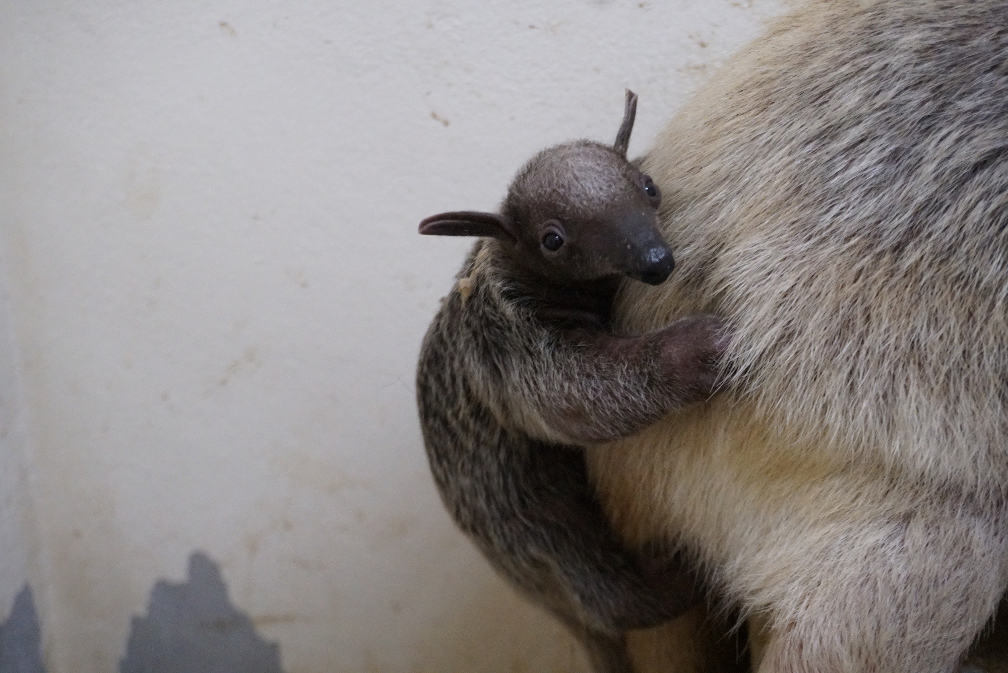 那須どうぶつ王国 ミナミコアリクイの赤ちゃんの一般公開をスタート 動物のリアルを伝えるwebメディア Reanimal