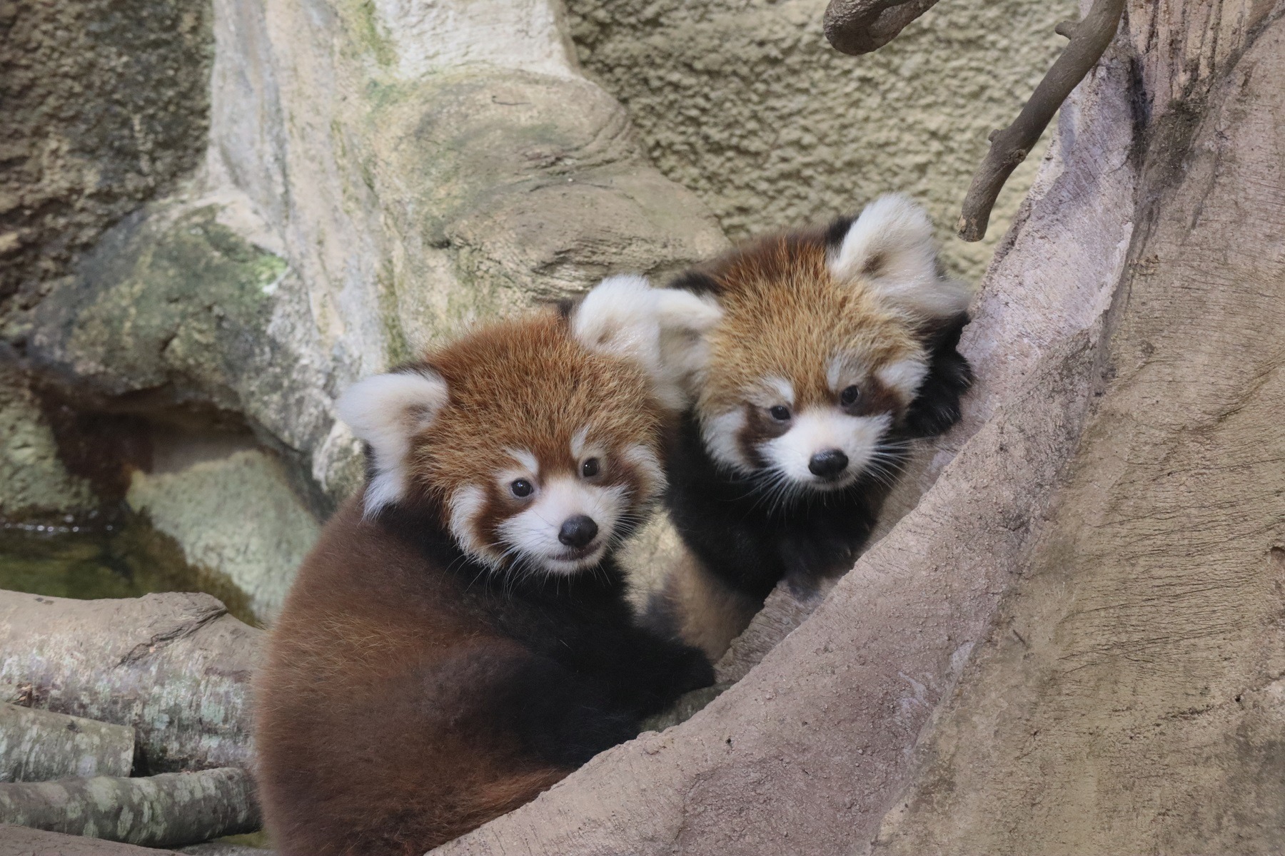 那須どうぶつ王国 レッサーパンダの赤ちゃんを公開 動物のリアルを伝えるwebメディア Reanimal 那須どうぶつ王国 レッサーパンダの赤ちゃんを公開 動物のリアルを伝えるwebメディア Reanimal