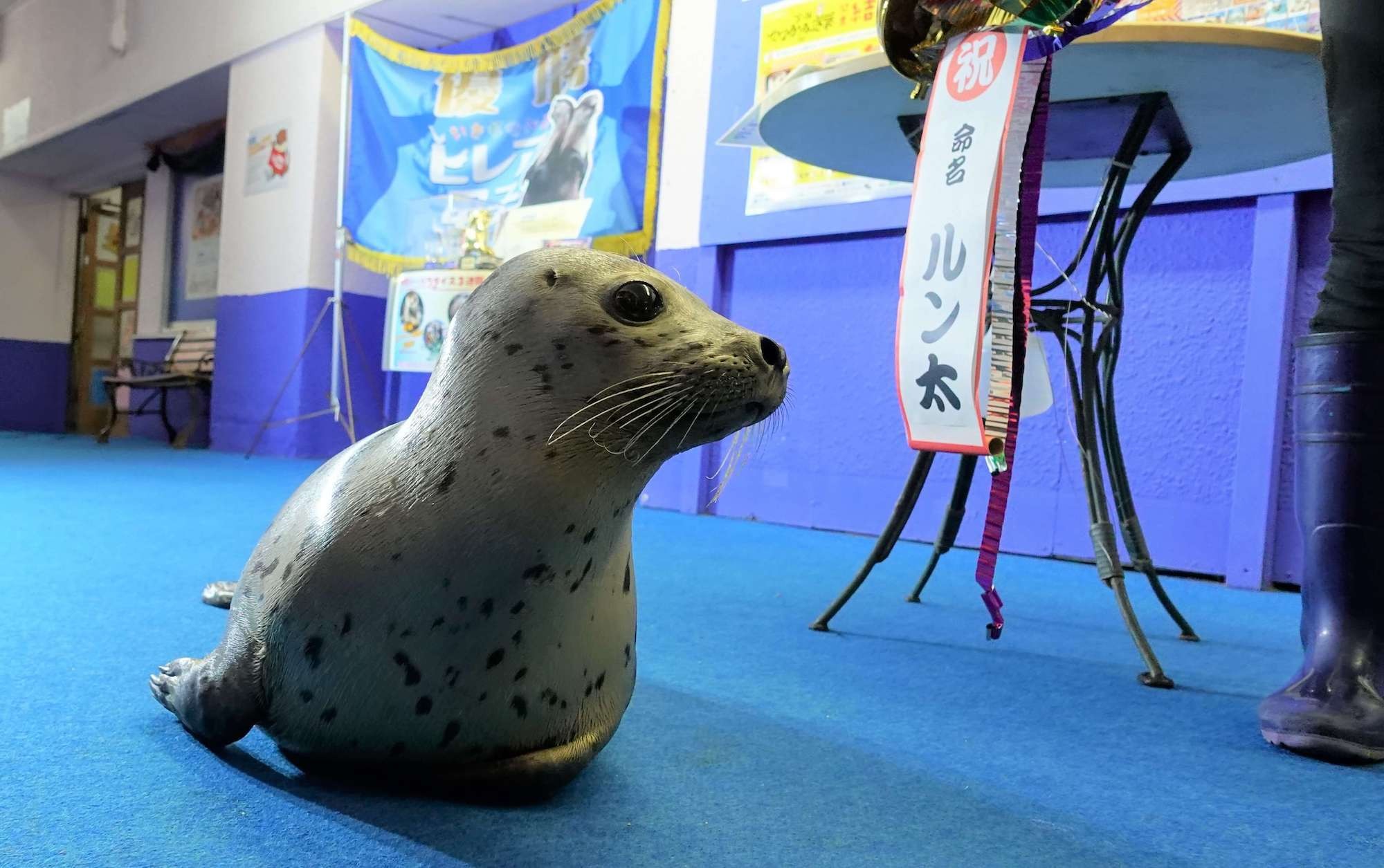 ゴマフアザラシの赤ちゃん 名前は ルン太 に 伊勢シーパラダイス 動物のリアルを伝えるwebメディア Reanimal ゴマフアザラシの赤ちゃん 名前は ルン太 に 伊勢シーパラダイス 動物のリアルを伝えるwebメディア Reanimal