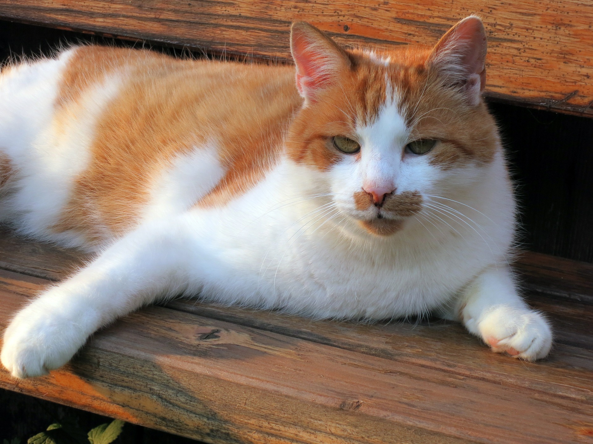 猫がなりやすい病気 糖尿病性ケトアシドーシス編 糖尿病の最も注意すべき合併症 動物のリアルを伝えるwebメディア Reanimal