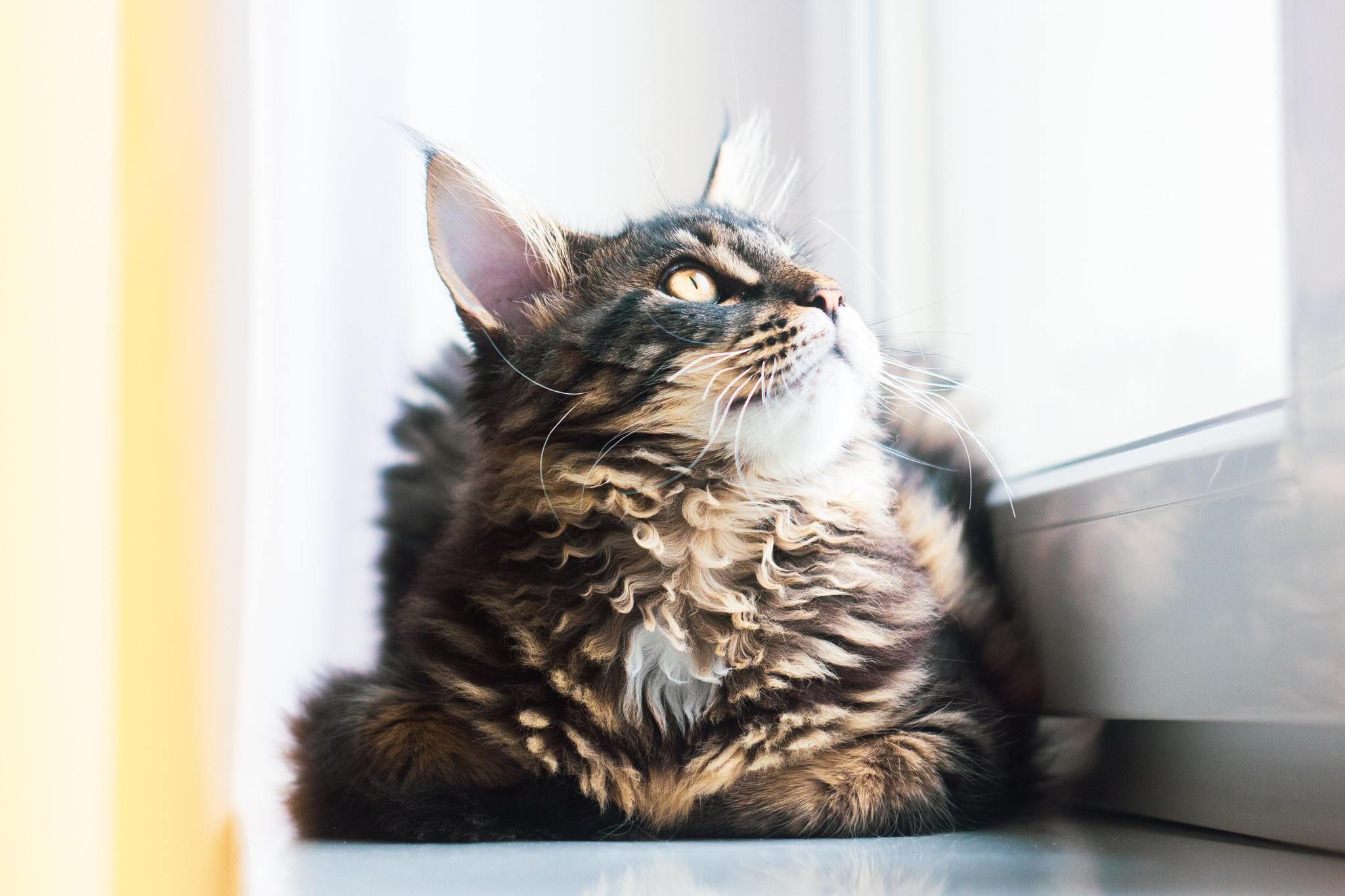 猫の世界はどんな色と音で溢れている 動物のリアルを伝えるwebメディア Reanimal 猫の世界はどんな色と音で溢れている 動物のリアルを伝えるwebメディア Reanimal