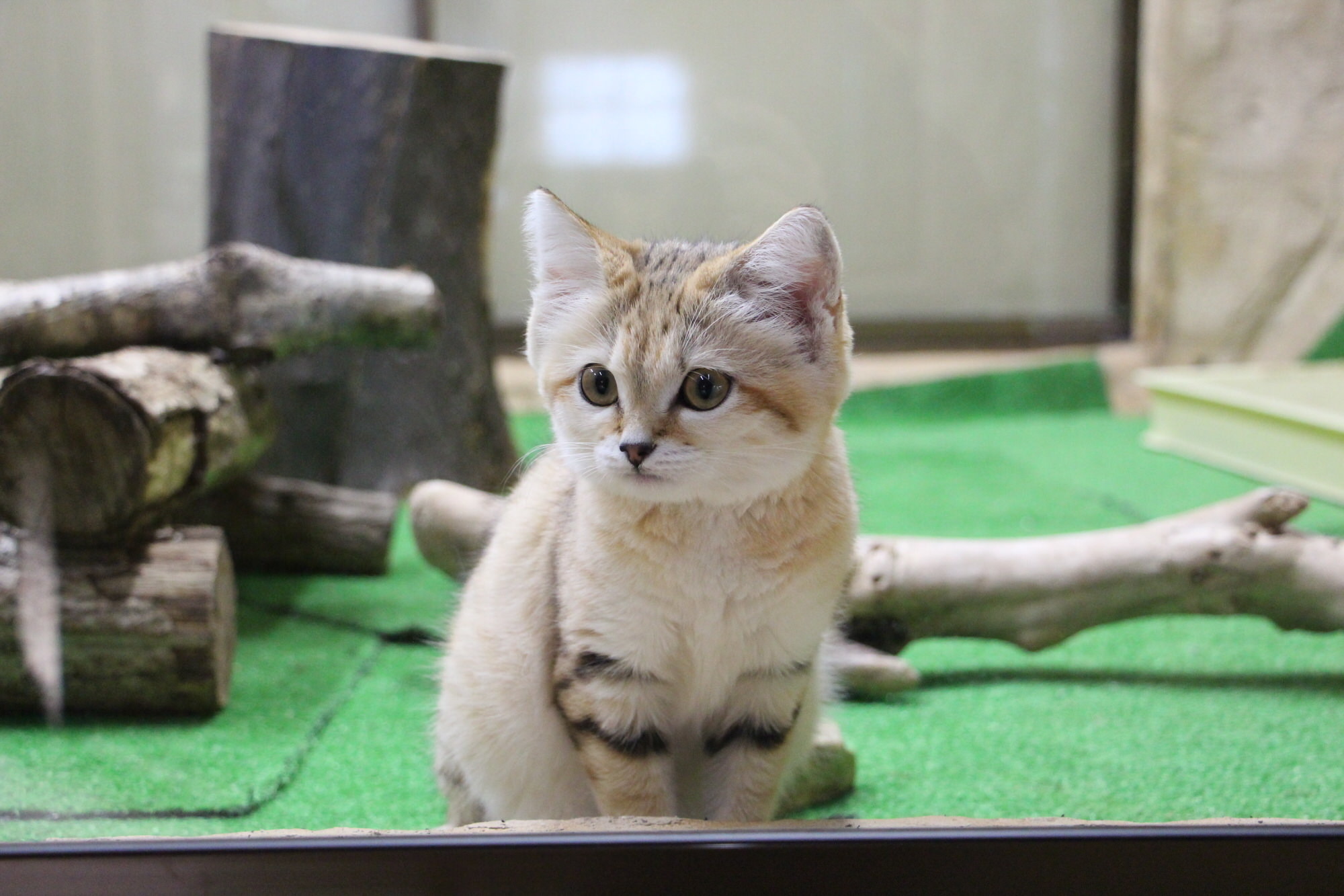 元気に育ったスナネコの赤ちゃん 飼育員の奮闘と 伝えたいこと 那須どうぶつ王国 動画 動物のリアルを伝えるwebメディア Reanimal