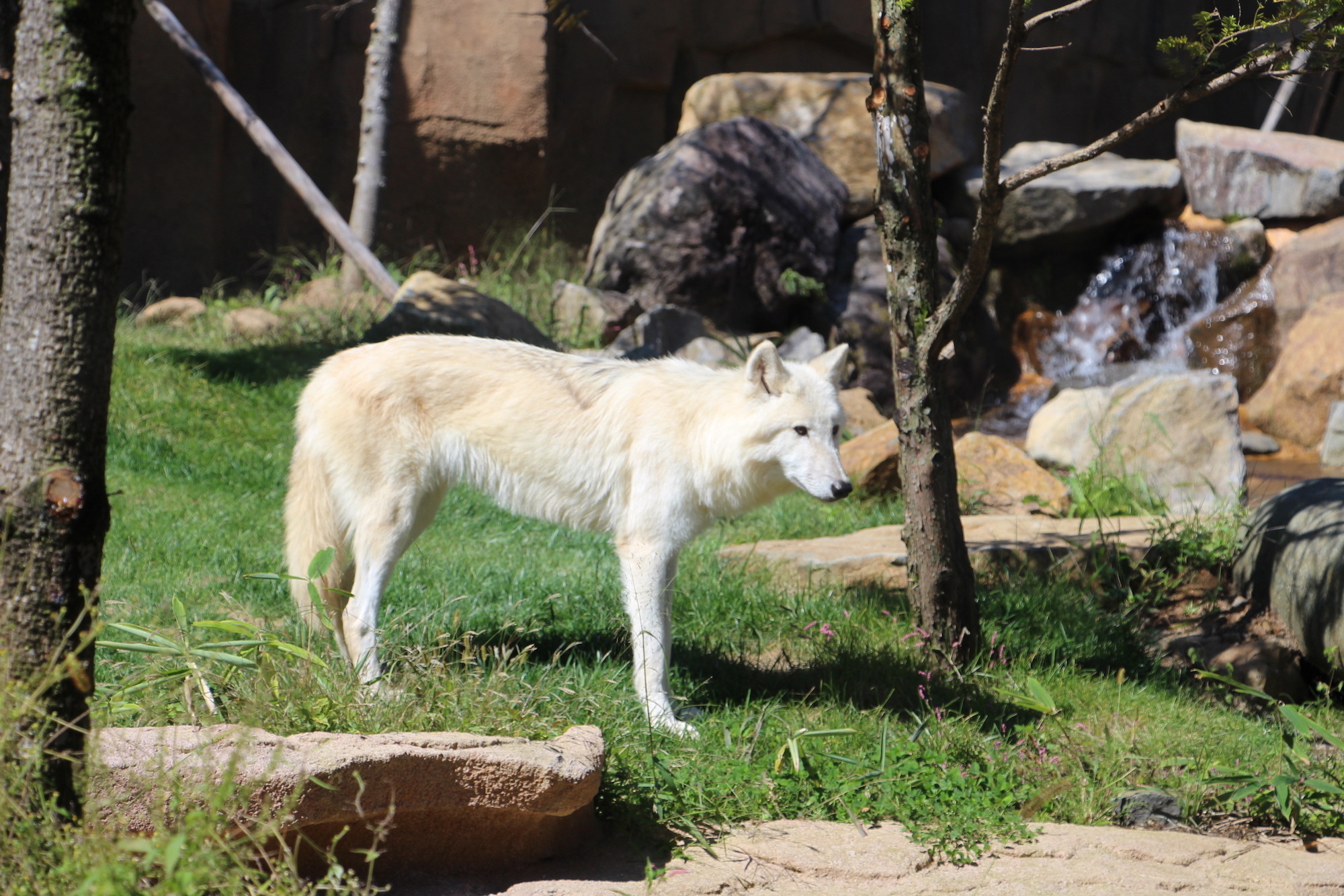 目標は野生復帰 野生動物の保全や希少種の飼育に取り組む那須どうぶつ王国 動物のリアルを伝えるwebメディア Reanimal