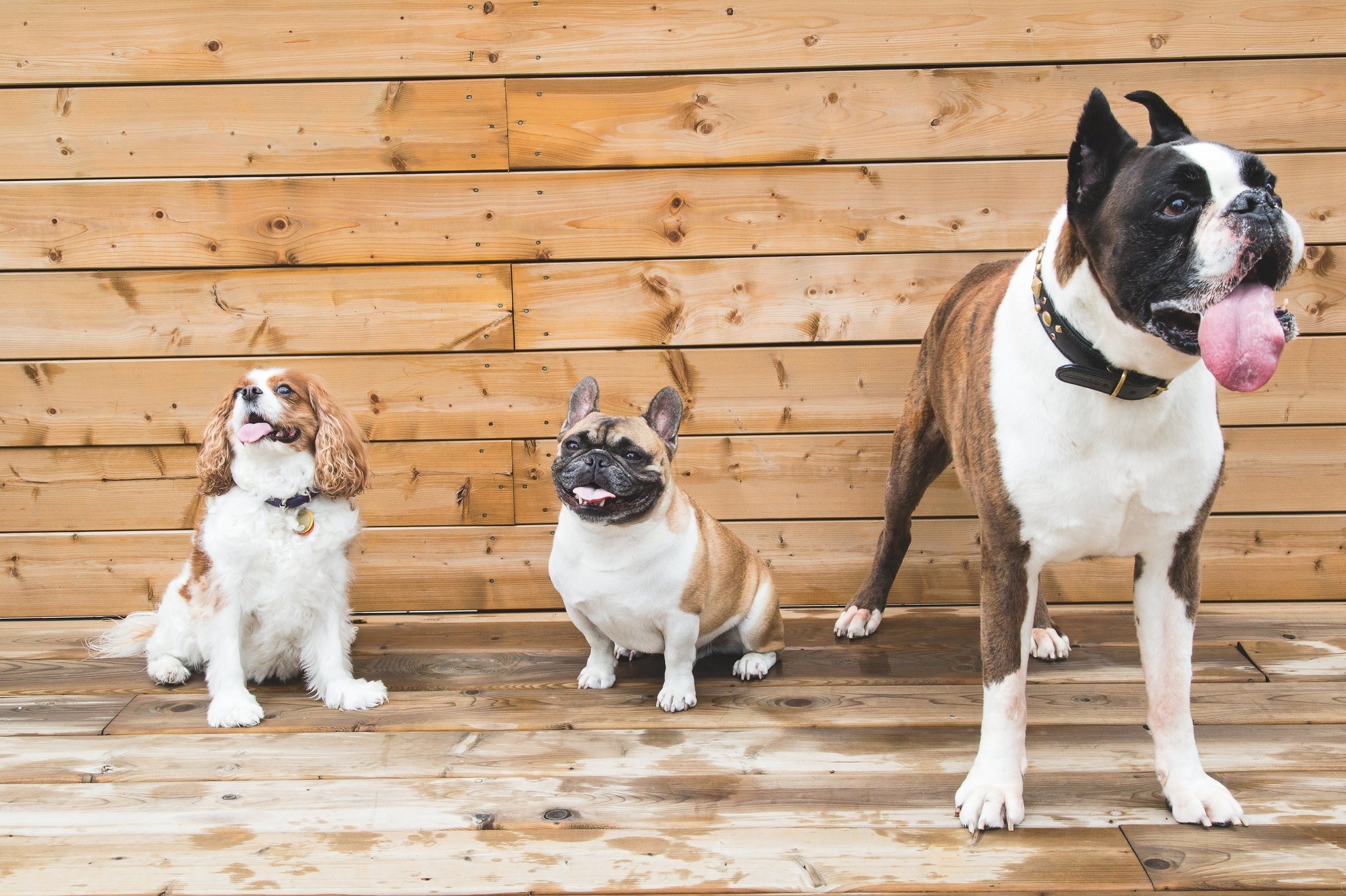 アニコム損保 犬の名前ランキング を発表 10連覇を達成したのは 動物のリアルを伝えるwebメディア Reanimal