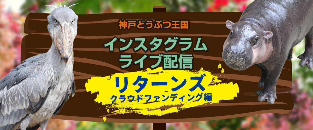 神戸どうぶつ王国 Instagramライブ配信を再開 10月29日 12月10日 動物のリアルを伝えるwebメディア Reanimal