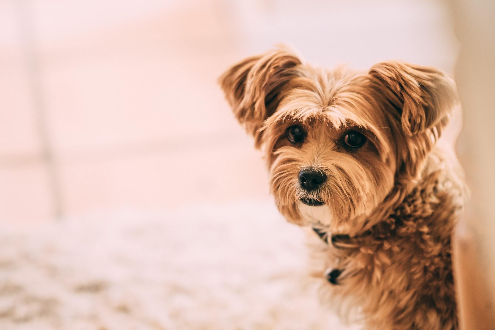 どうしたの 愛犬が震えている時に考えられること 動物のリアルを伝えるwebメディア Reanimal どうしたの 愛犬が震えている時に考えられること 動物のリアルを伝えるwebメディア Reanimal