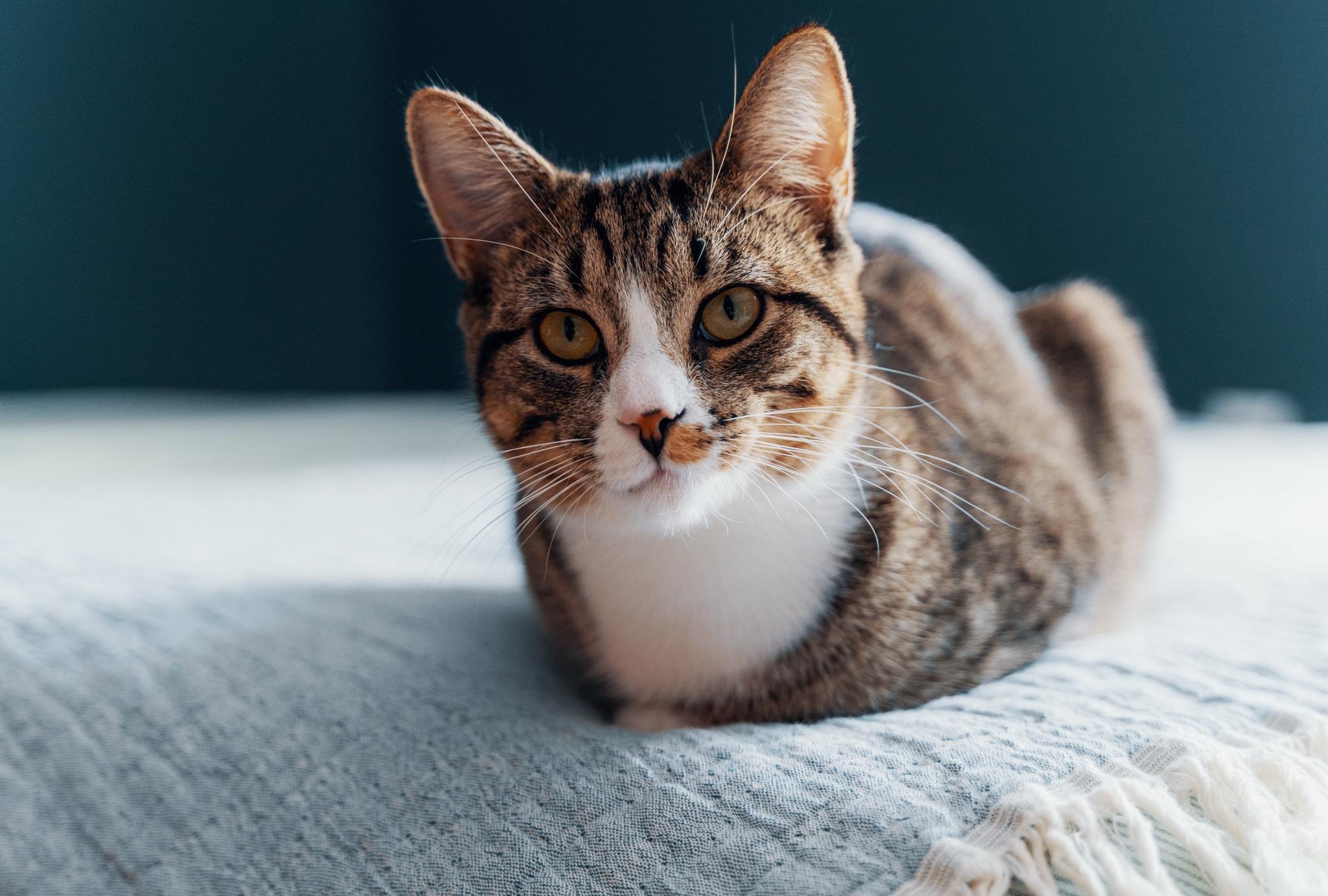 大丈夫 愛猫が震えている原因と対処方法とは 動物のリアルを伝えるwebメディア Reanimal 大丈夫 愛猫が震えている原因と対処方法とは 動物のリアルを伝えるwebメディア Reanimal