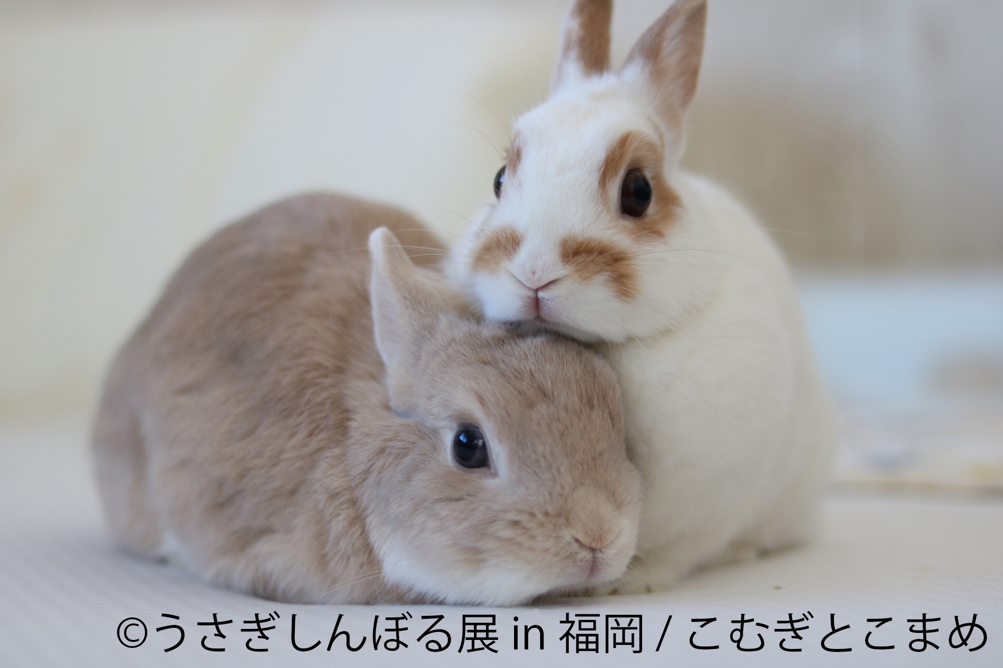 うさぎの写真 グッズを集めた合同写真展 物販展 うさぎしんぼる展 In 福岡 開催 11月14日 11月29日 動物のリアル を伝えるwebメディア Reanimal うさぎの写真 グッズを集めた合同写真展 物販展 うさぎしんぼる展 In 福岡 開催 11月14日 11月29日 動物のリアル を伝えるwebメディア Reanimal