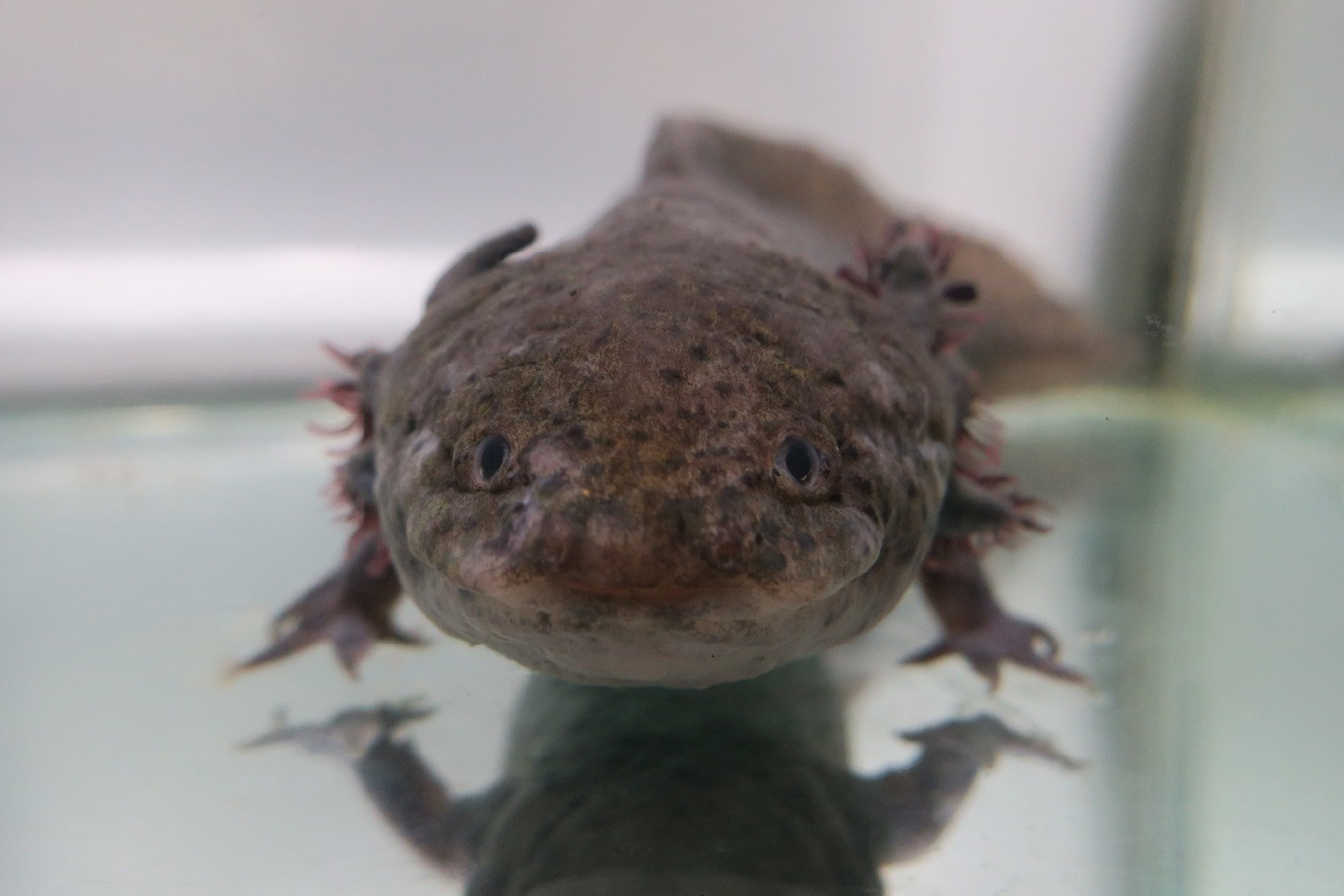 神戸市立須磨海浜水族園 キモチわるいけど実はかわいい キモかわ展 を開催 12月6日まで 動物のリアルを伝えるwebメディア Reanimal