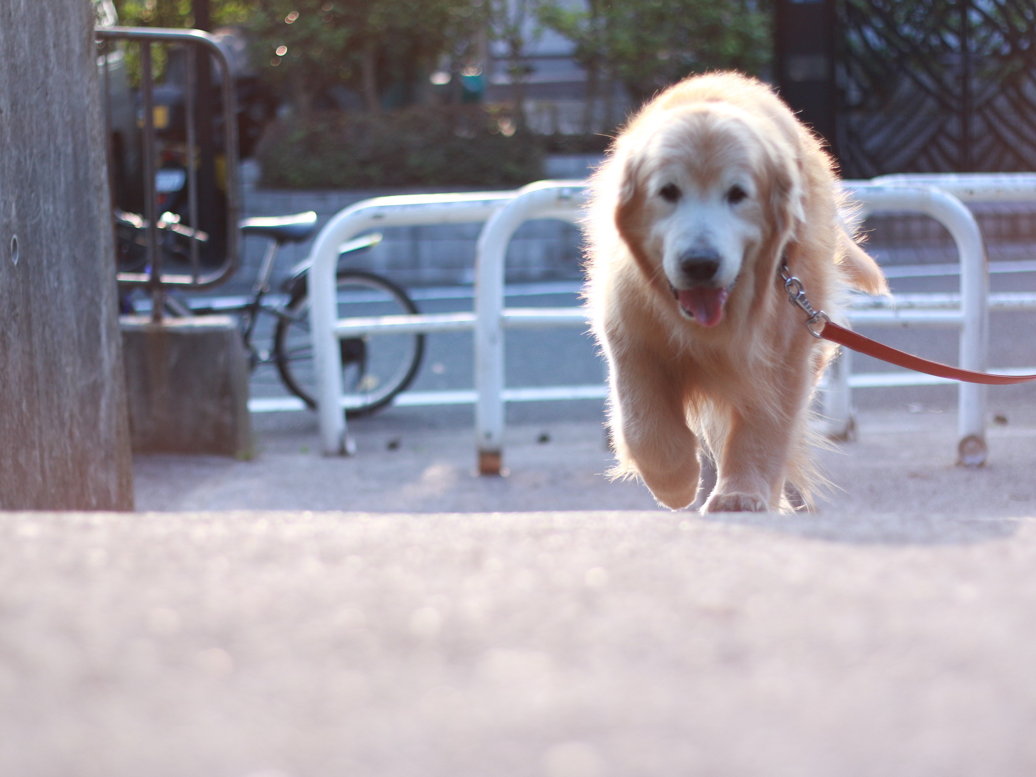 老いていく愛犬が教えてくれたこと 10歳で突然の余命宣告 病気から学んだ老犬との過ごし方 前編 動物のリアルを伝えるwebメディア Reanimal