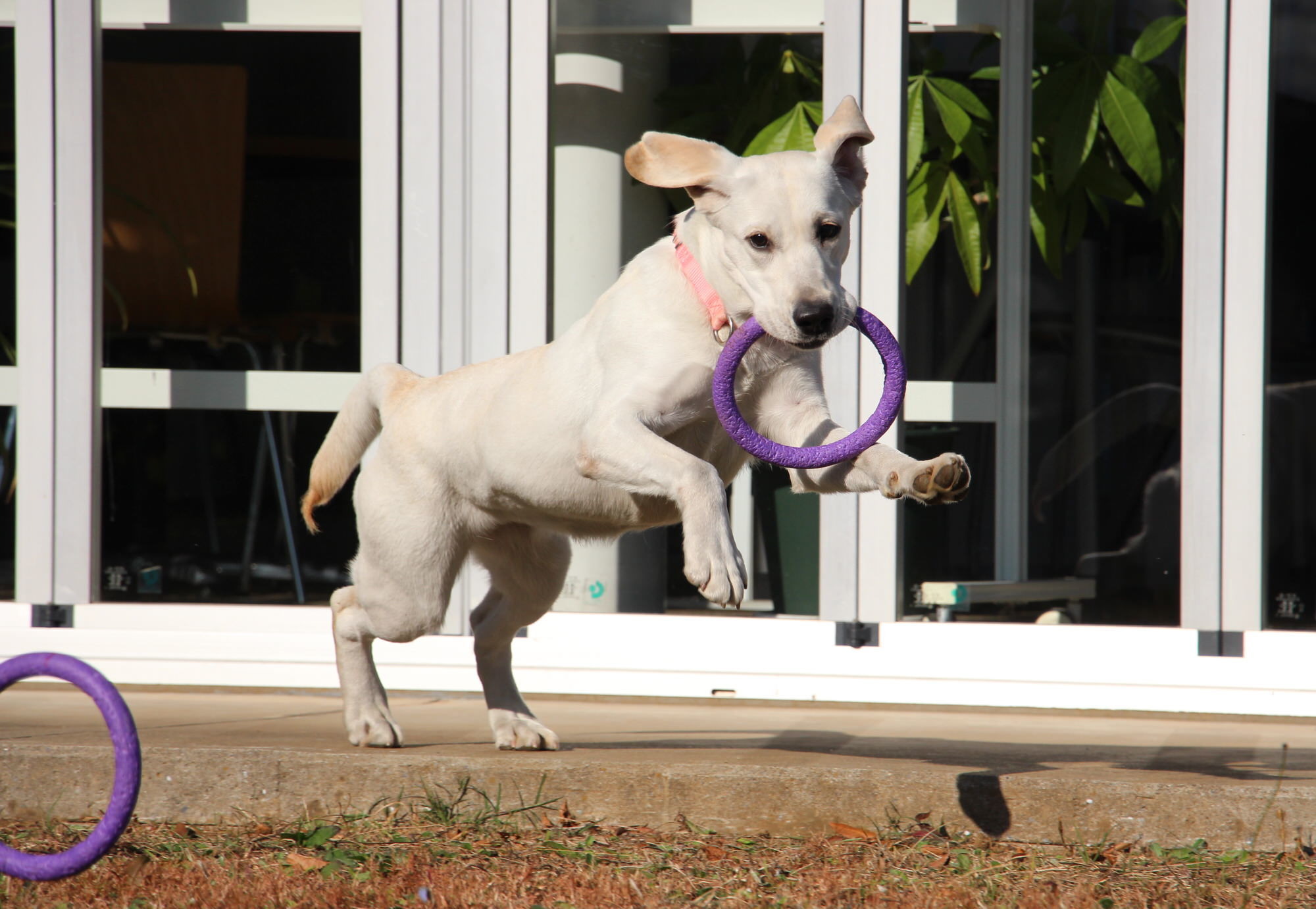 ドッグプレイニング Toy Puller で遊びながら犬との信頼関係を築く ドッグトレーナー向け 認定制度 も 動物のリアルを伝えるwebメディア Reanimal