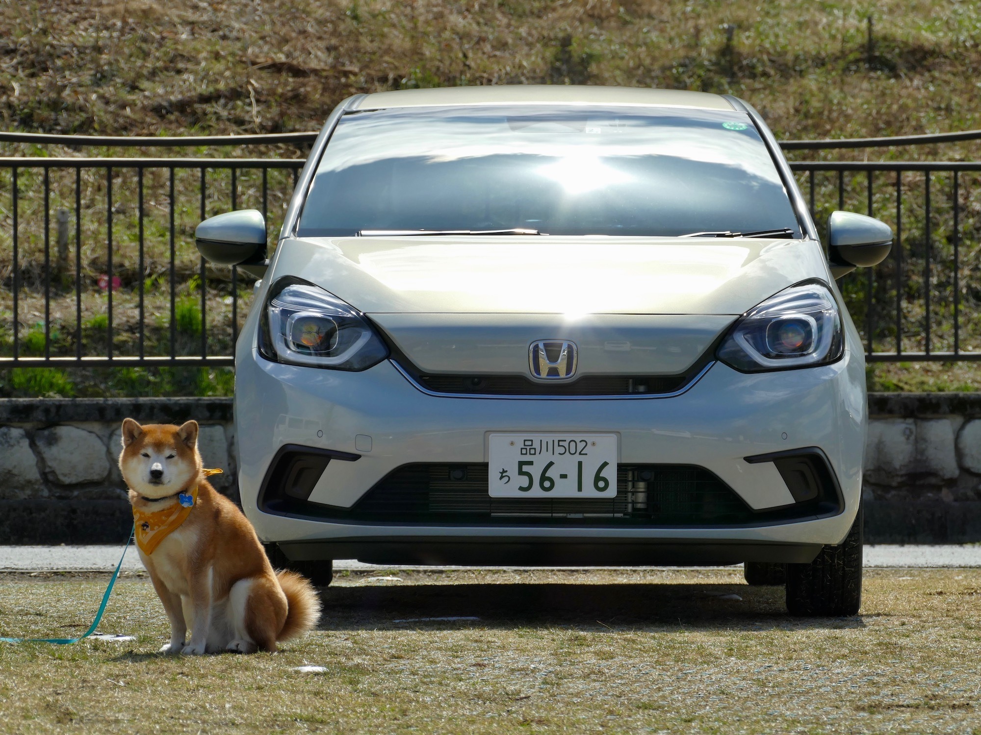 柴犬ハルの気になるクルマ 新型 ホンダ フィット は穏やかな乗り心地で 五感が鋭い犬でもストレスなし 動物のリアルを伝えるwebメディア Reanimal