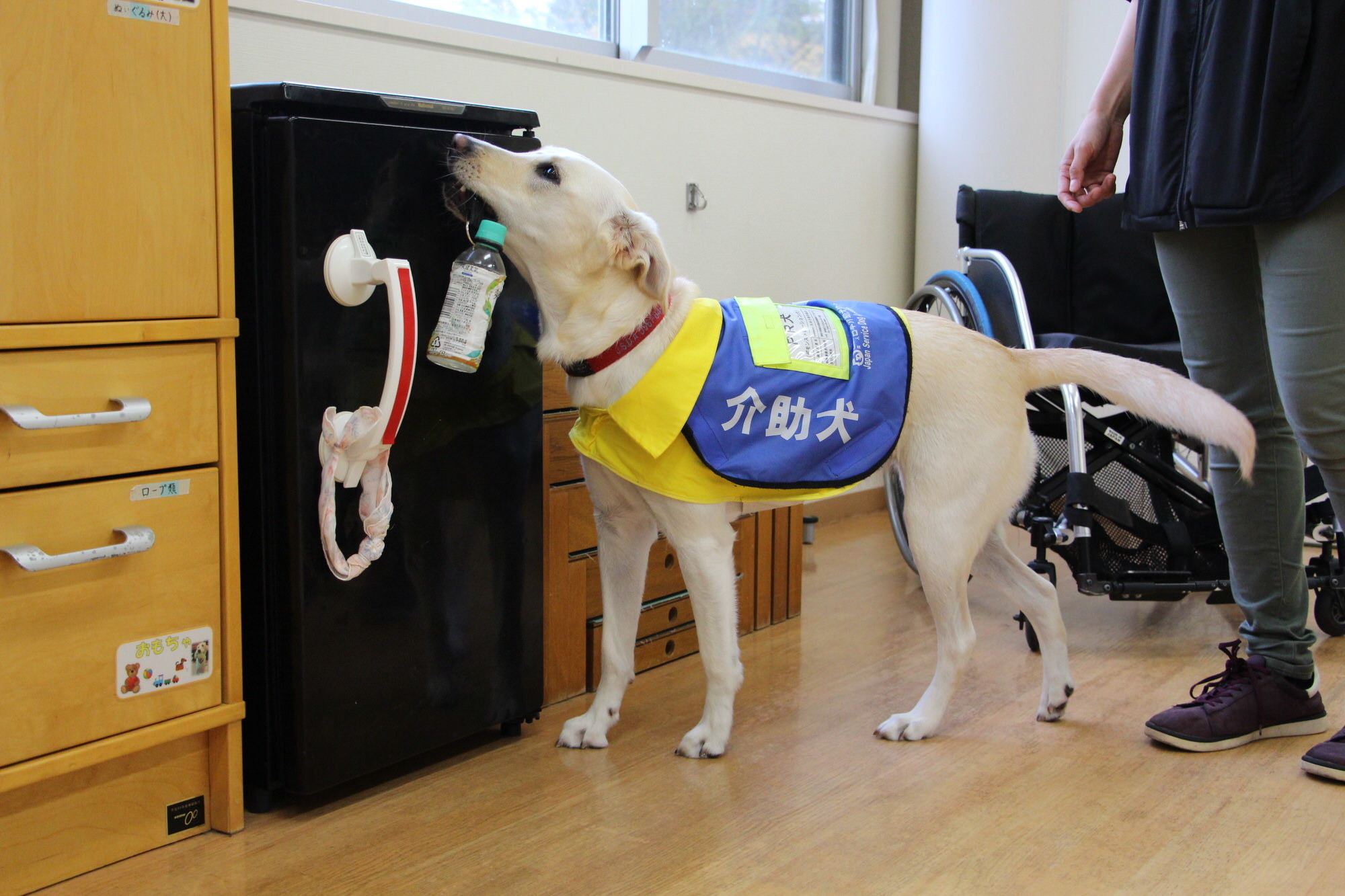 明るさに溢れた空間 犬が楽しみ自発的に行動することを重視したトレーニング 介助犬総合訓練センターレポート Vol 2 動物のリアルを伝えるwebメディア Reanimal