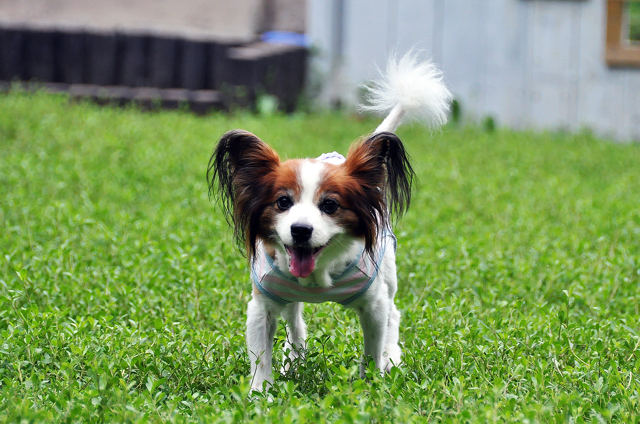 僕と愛犬の癌闘病記 Vol 3 結果的に やってよかった3つのしつけ 動物のリアルを伝えるwebメディア Reanimal