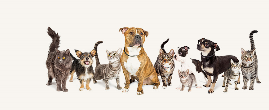 多頭飼いにおけるペット同士の関係性や 住環境での悩みに関する調査を実施 大和ハウス工業 動物のリアルを伝えるwebメディア Reanimal