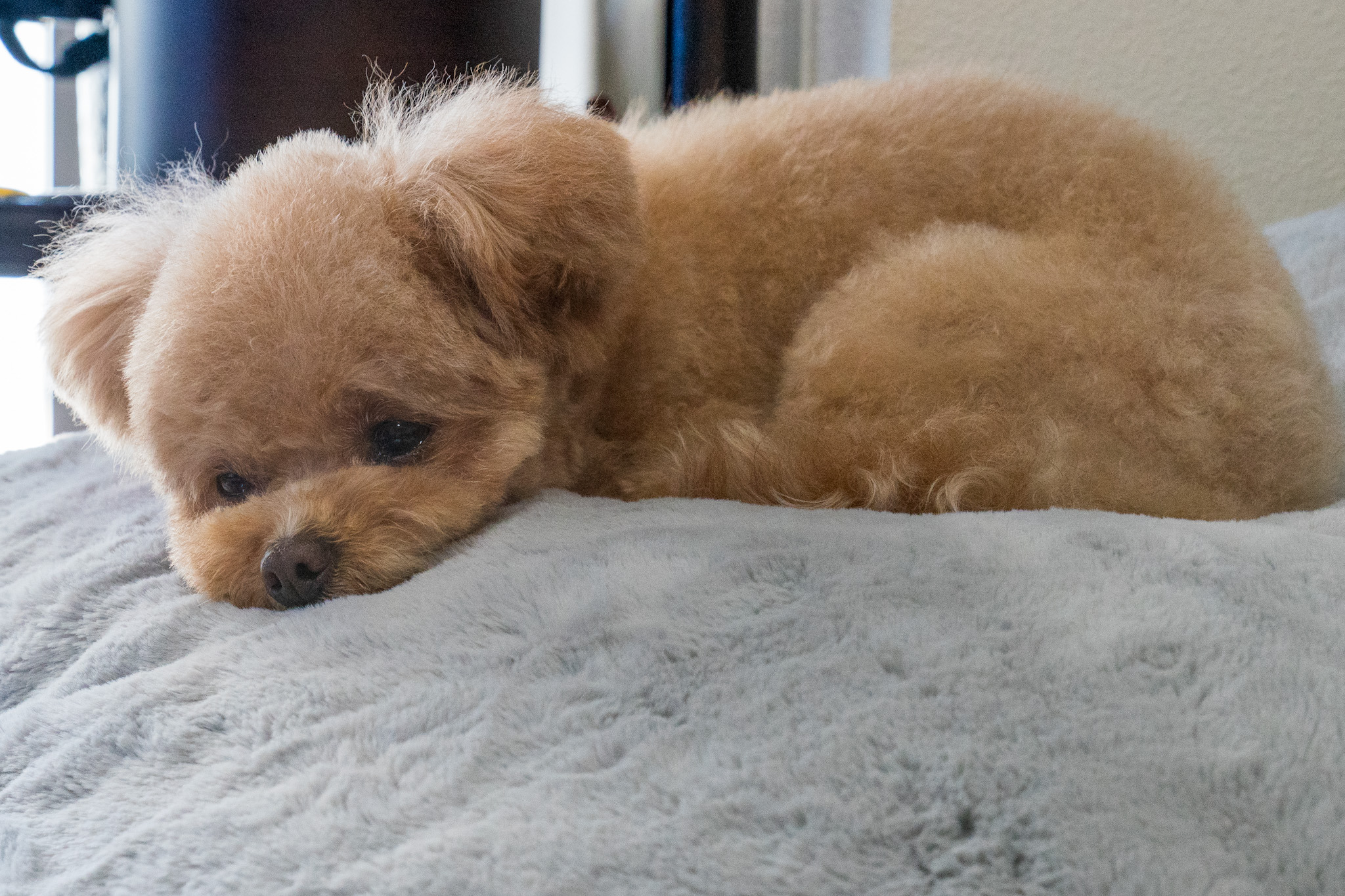 愛犬への 混合ワクチン 接種 慎重に考えてみませんか Vol 1 これまでのまとめ 動物のリアルを伝えるwebメディア Reanimal 愛犬への 混合ワクチン 接種 慎重に考えてみませんか Vol 1 これまでのまとめ 動物のリアルを伝えるwebメディア Reanimal