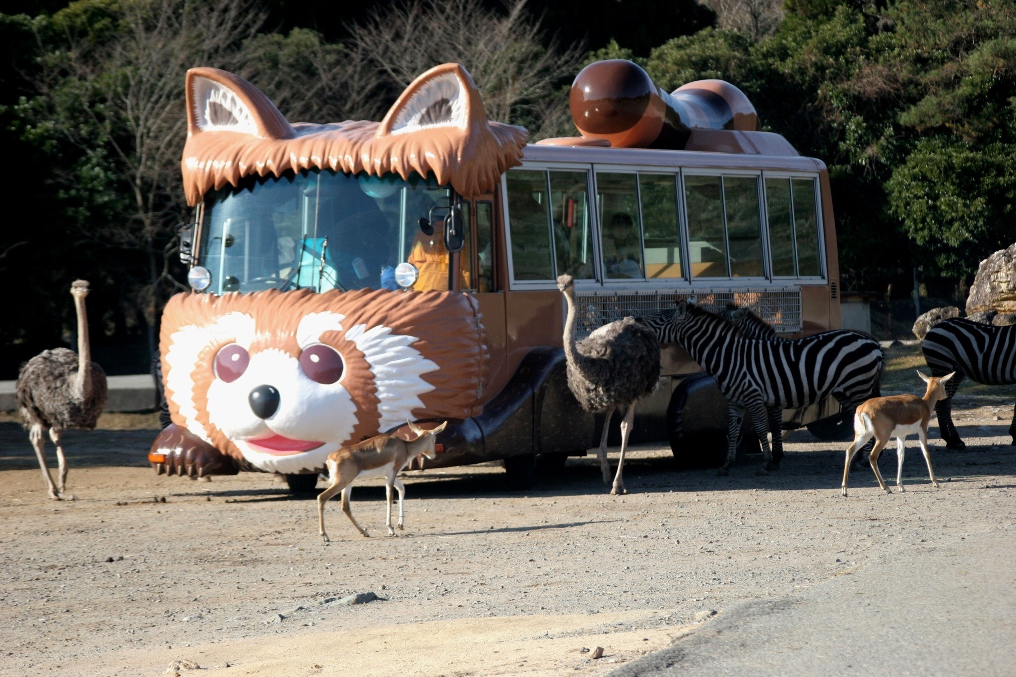 山口 秋吉台サファリランドで Jafデー 開催 4月5日 動物のリアルを伝えるwebメディア Reanimal 山口 秋吉台サファリランドで Jafデー 開催 4月5日 動物のリアルを伝えるwebメディア Reanimal